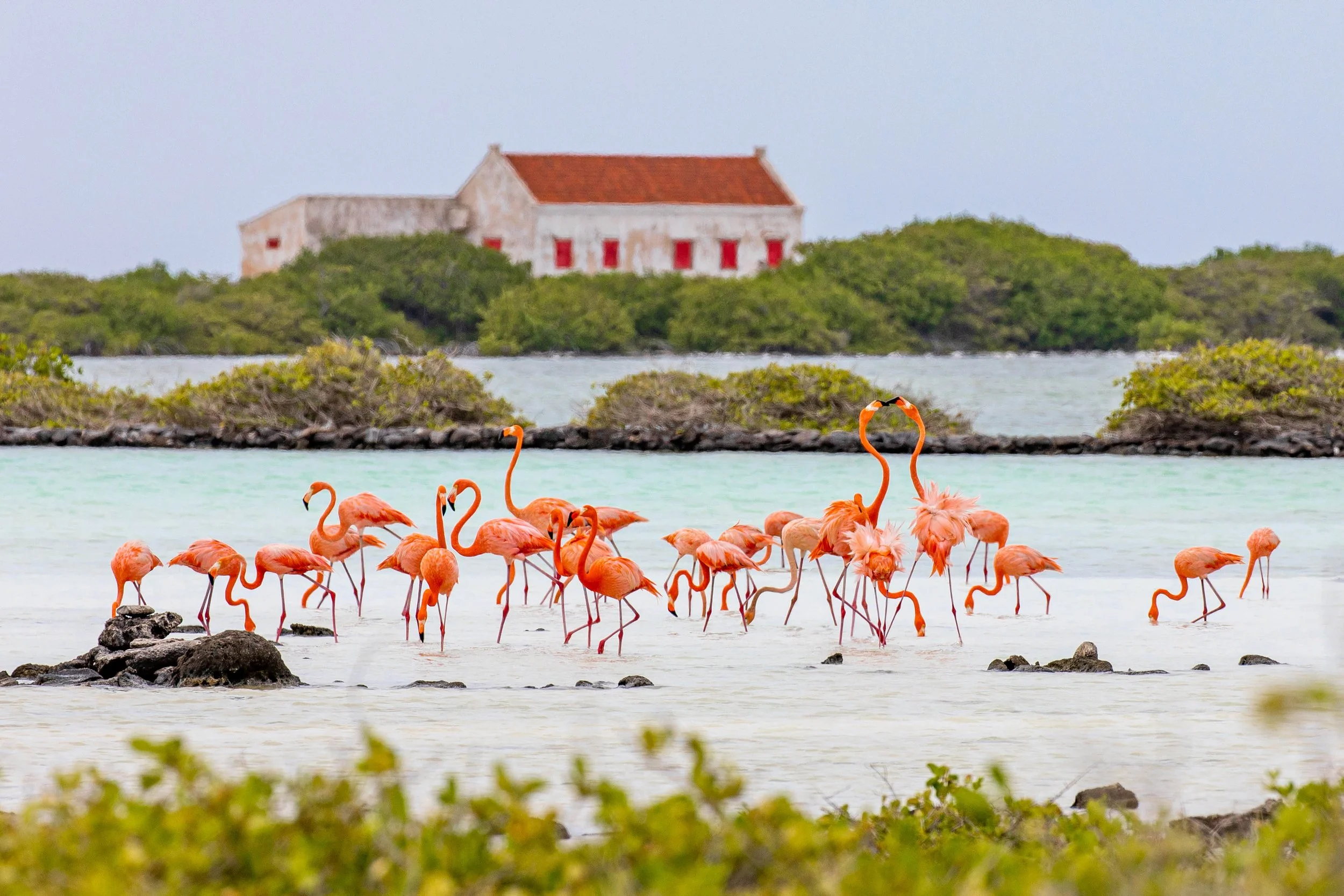 Flamingo's and house