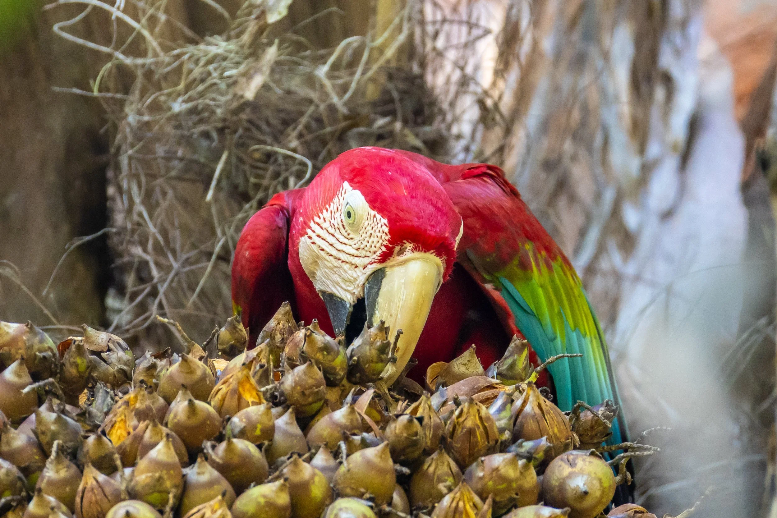 Macaw, Suriname
