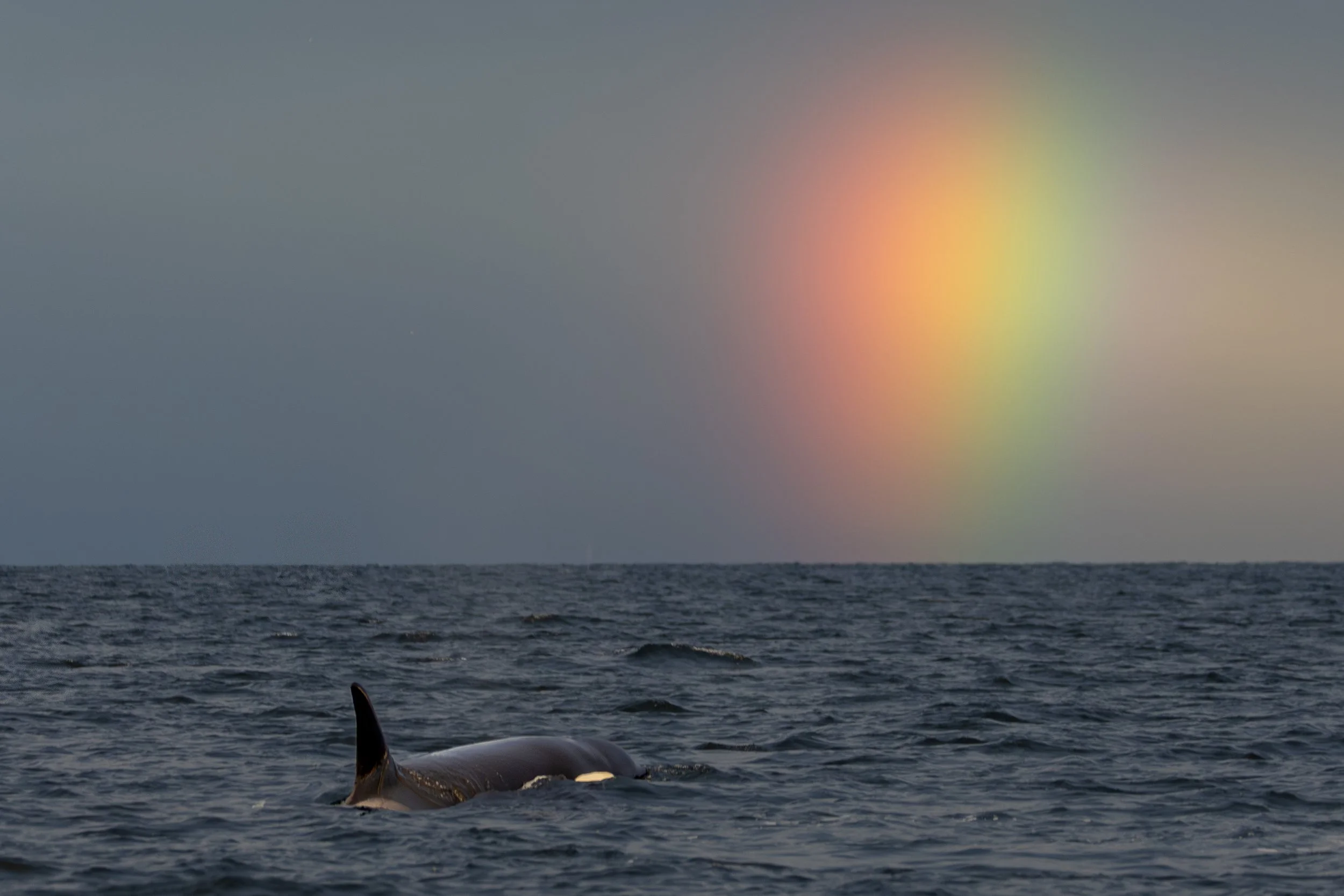 Orca with the rainbow in Skjervøy