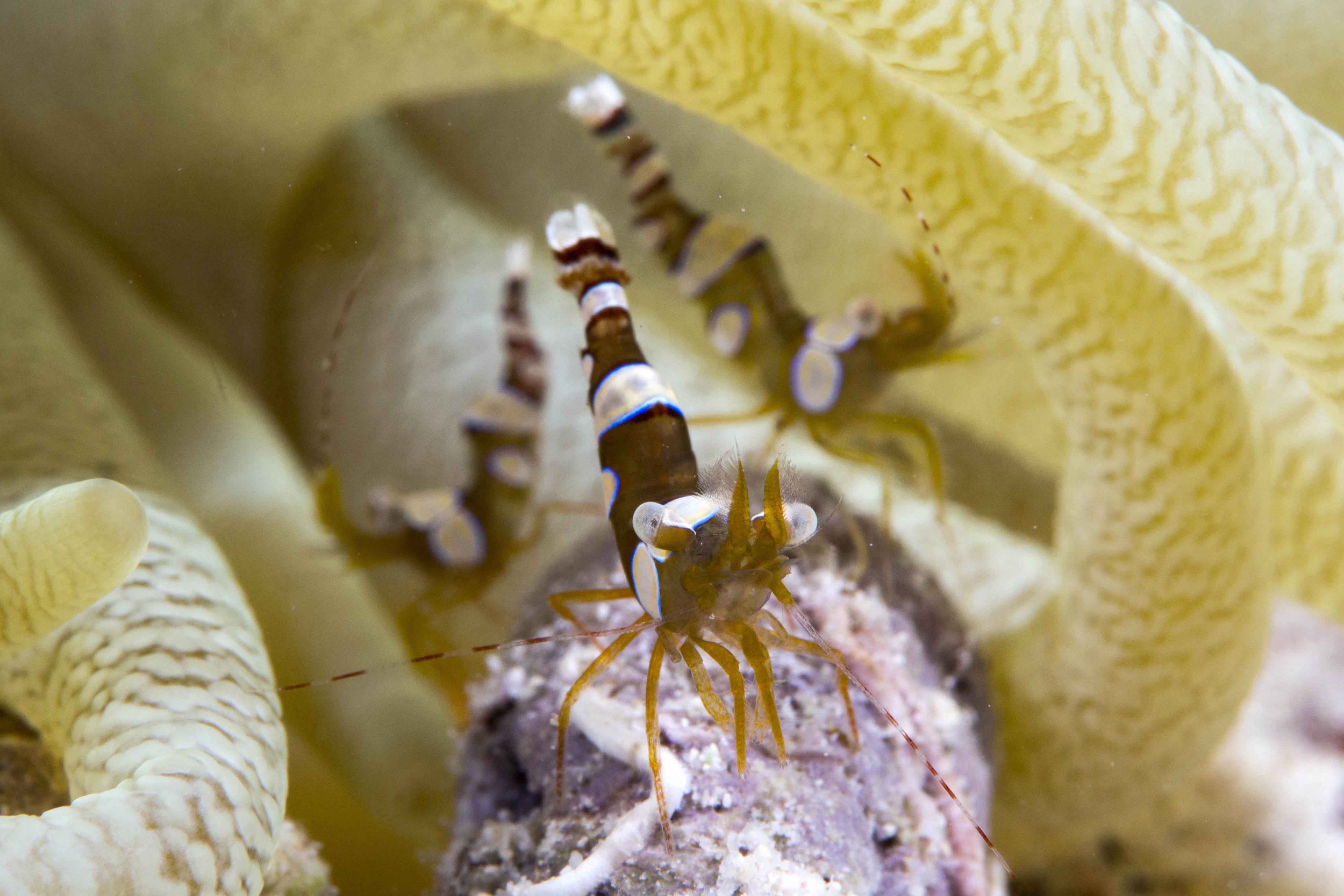 Underwater12.jpg