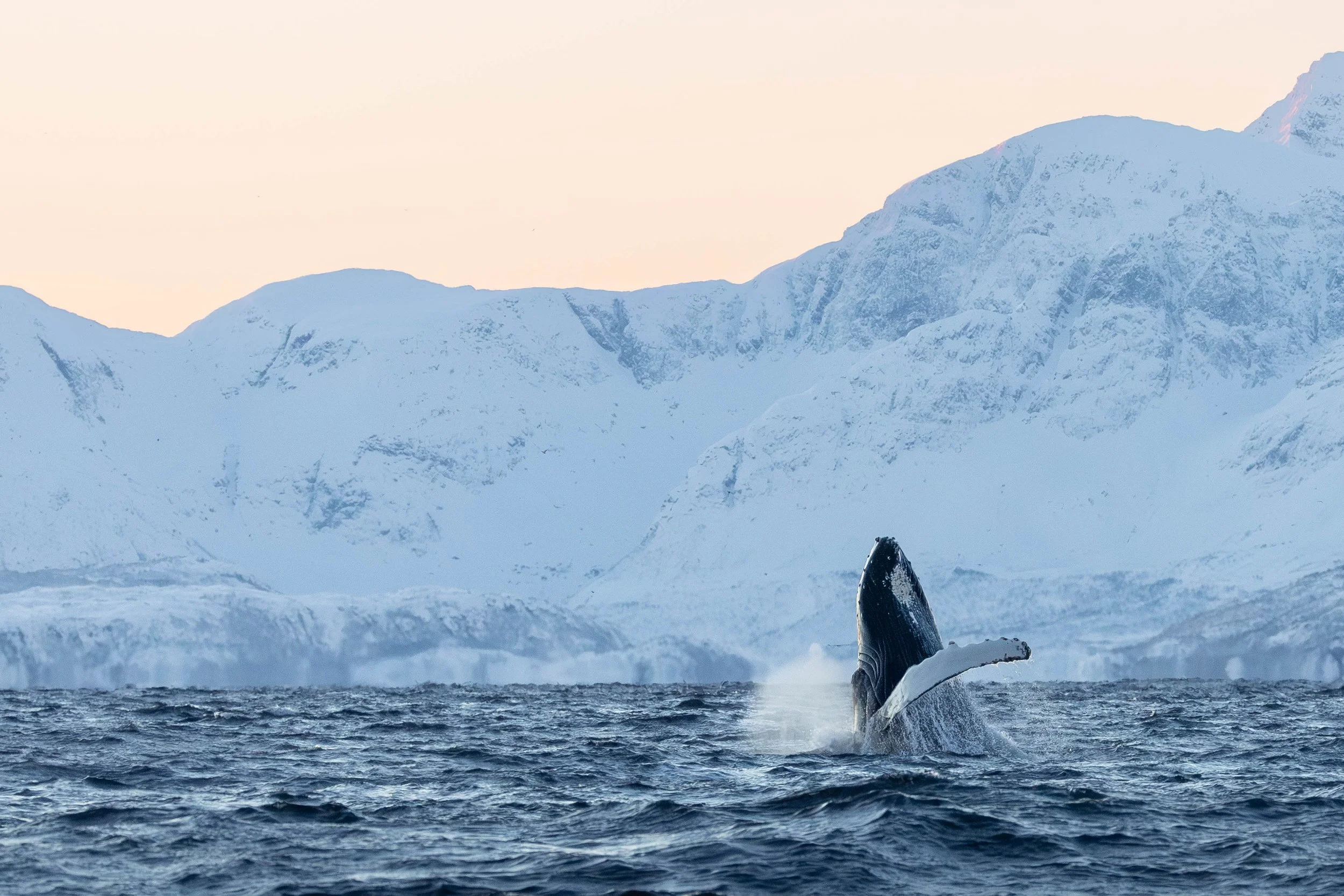Breaching Humpback, Skjervøy
