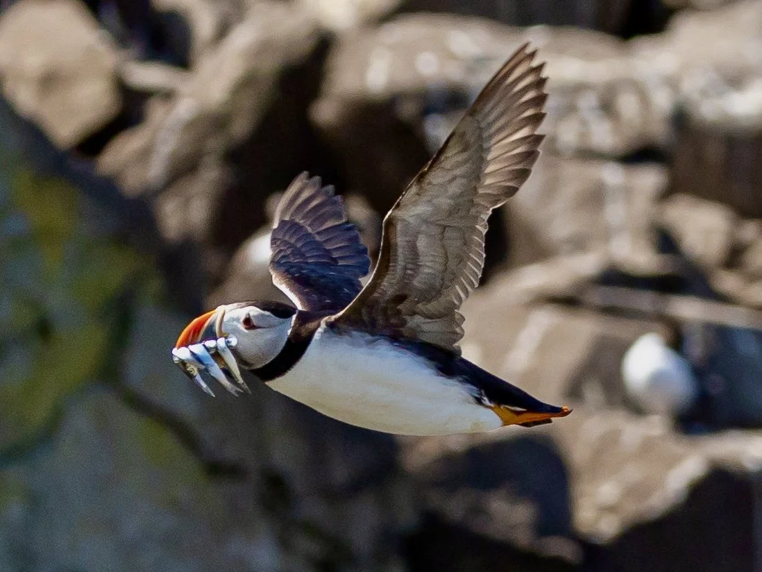 Puffins 