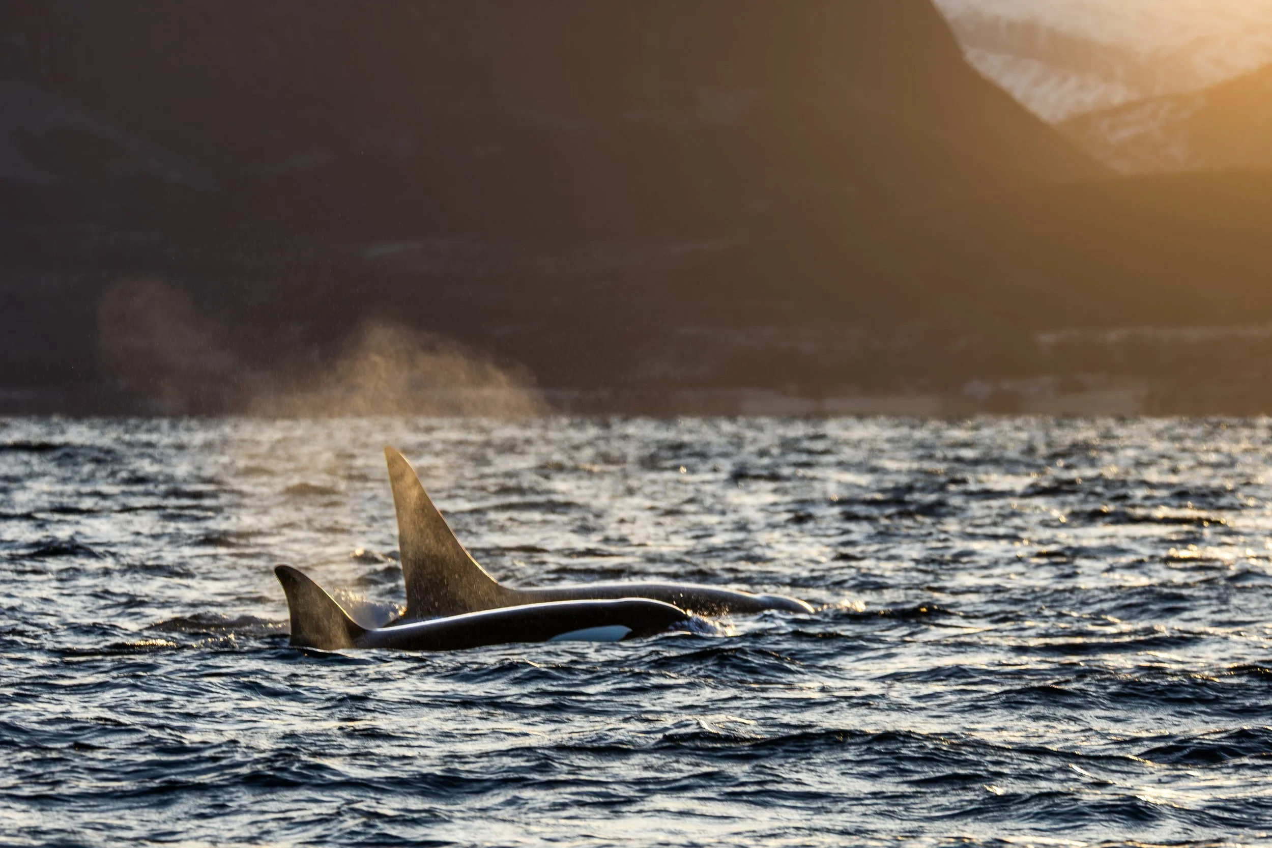 Orcas travelling  in Skjervøy