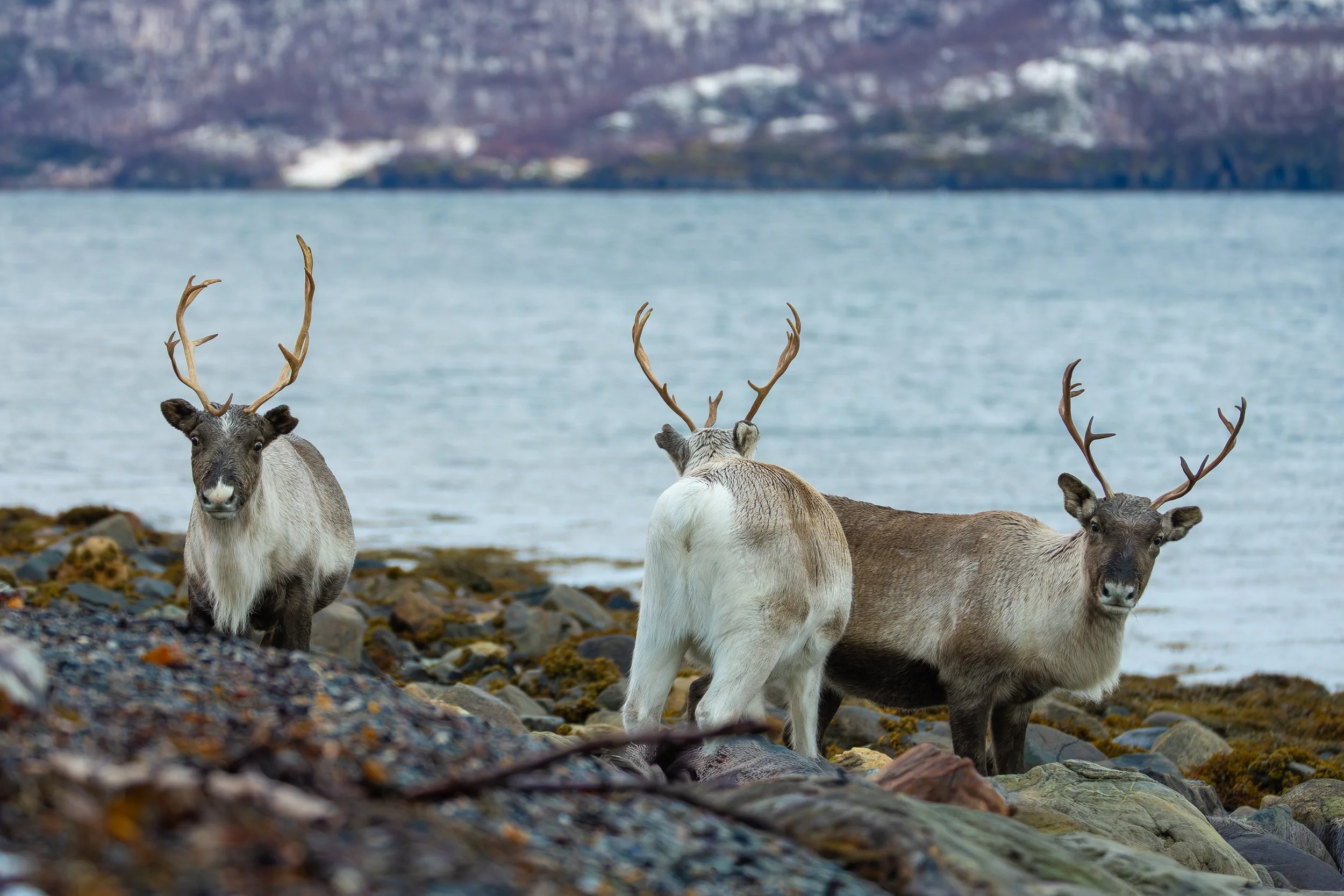 Three reindeer standing on a rocky shoreline with water and snow-covered mountains in the background.