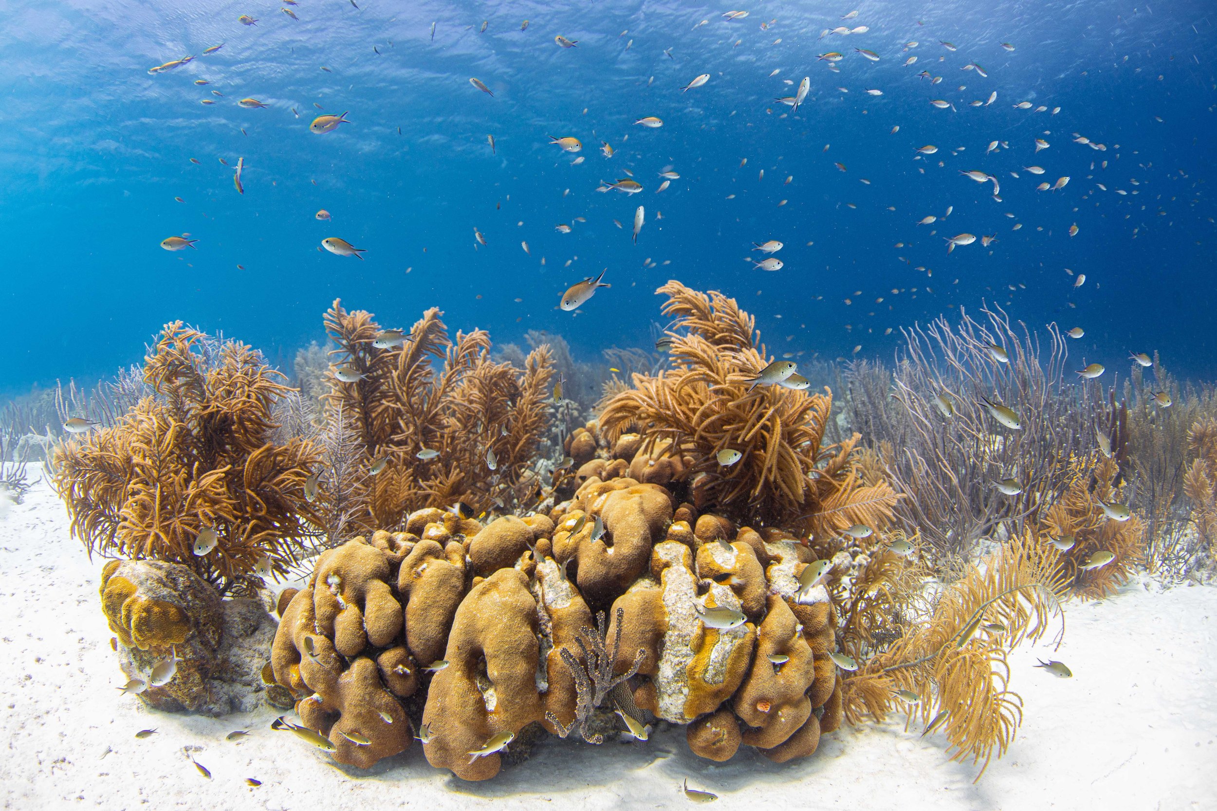 Corals of Bonaire