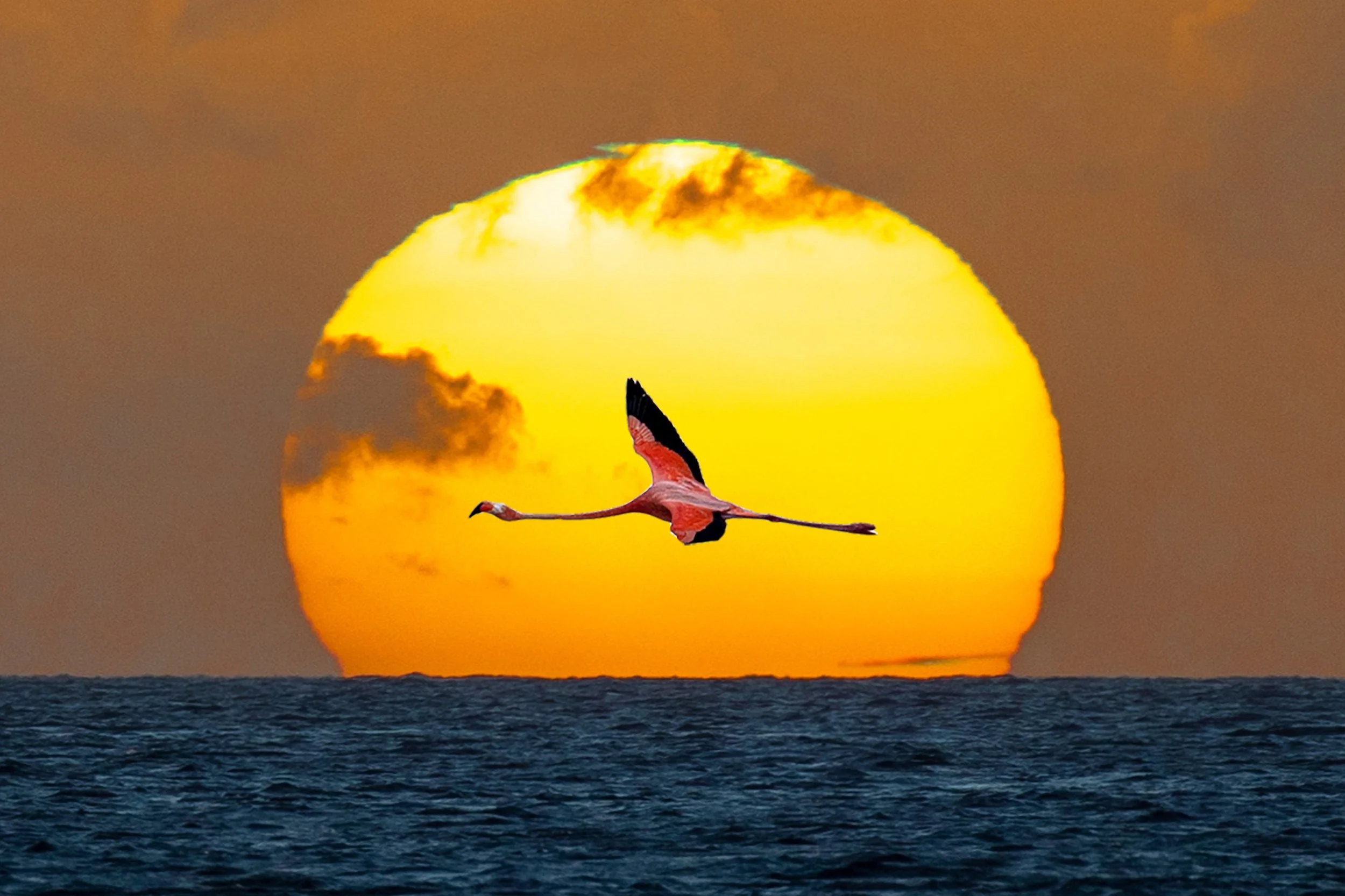 Flamingo in the sun on Bonaire