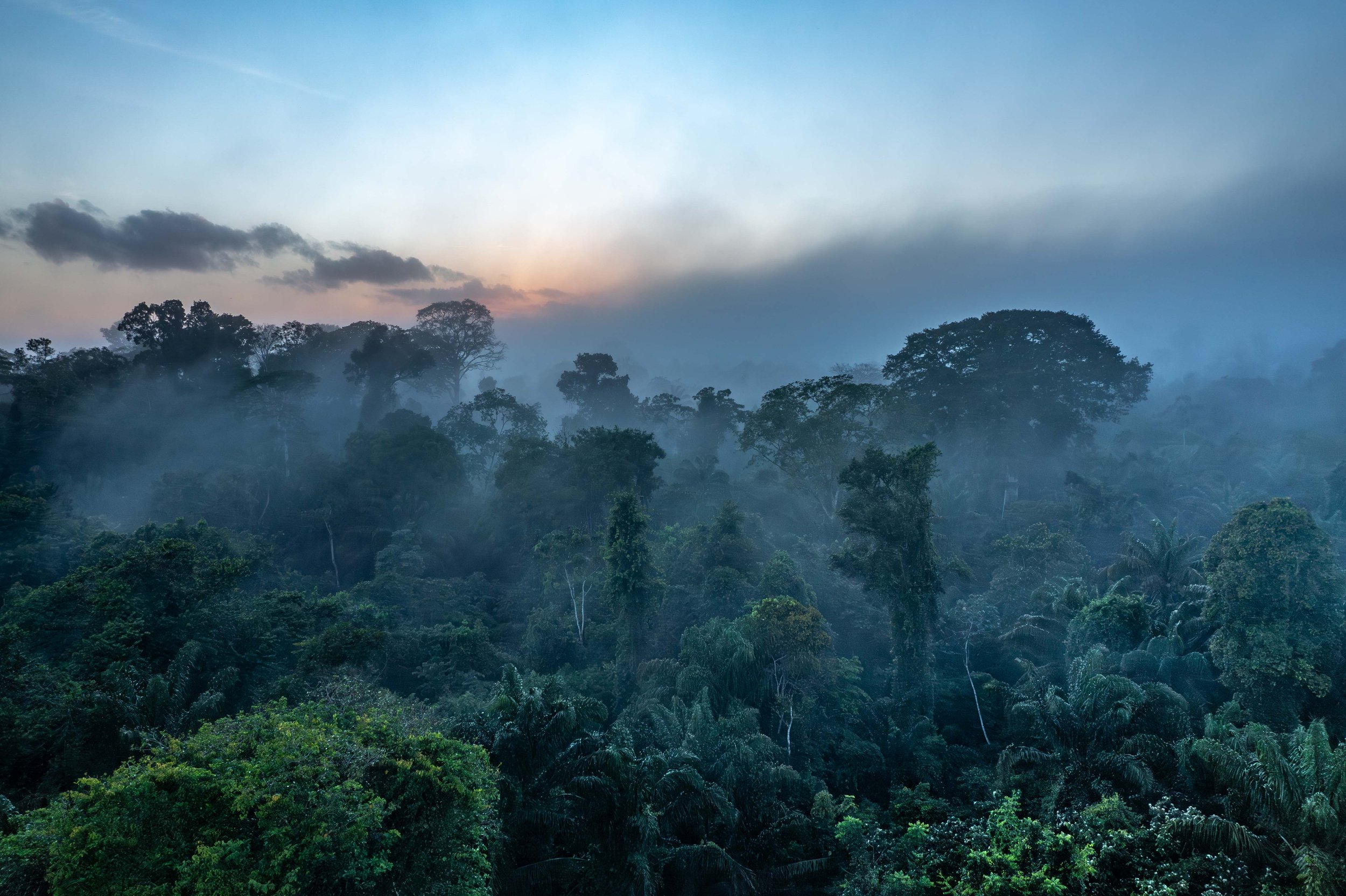 Rainforest, Suriname