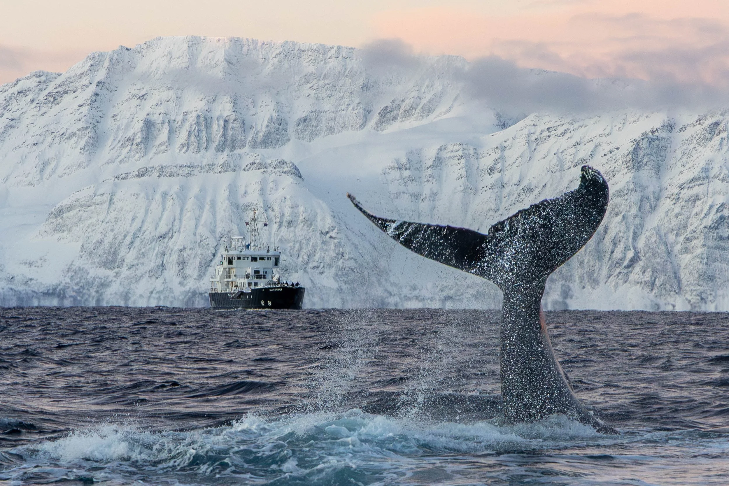 Tail slapping of a humpback, Skjervøy