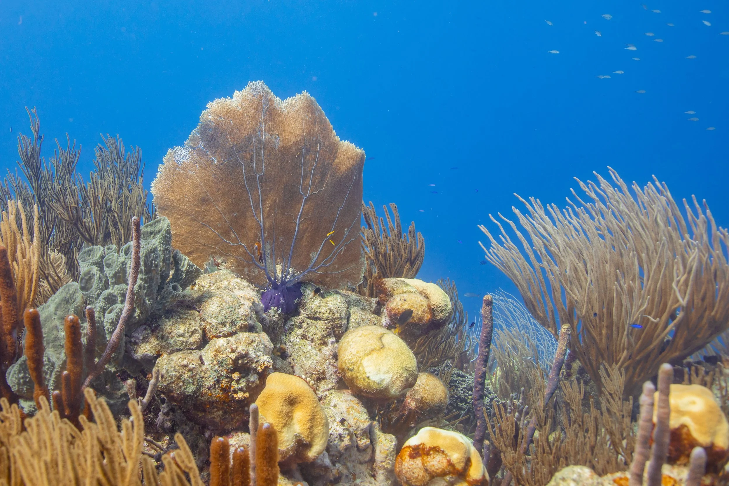 Underwater24.jpg