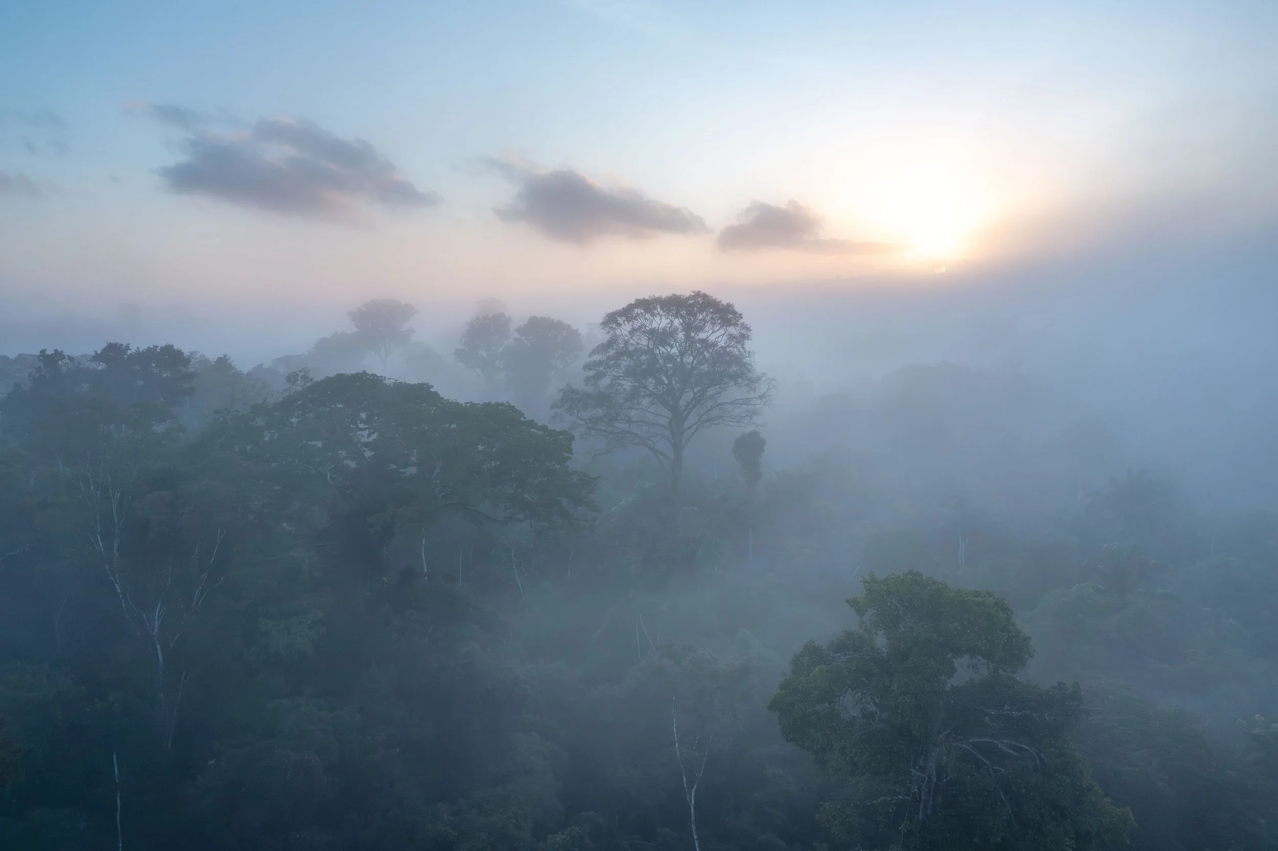 Tropical Rainforest, Suriname