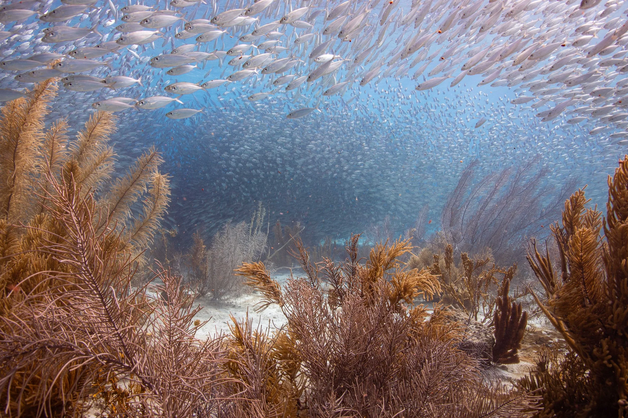 Underwater2.jpg
