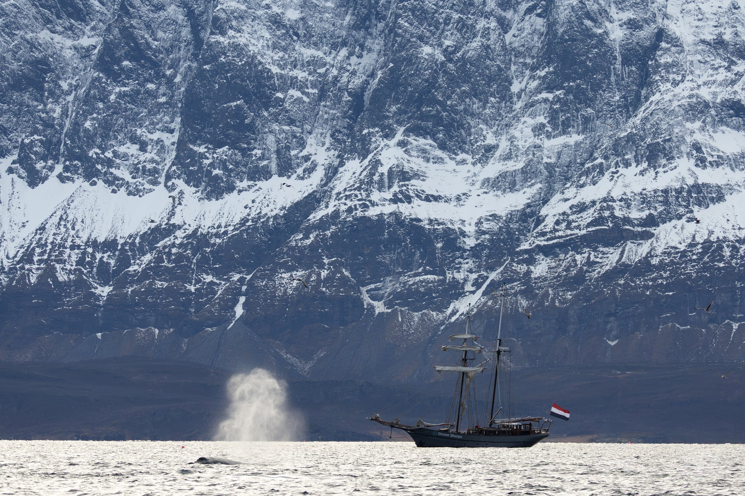 Fluke of a humpback with sailing ship