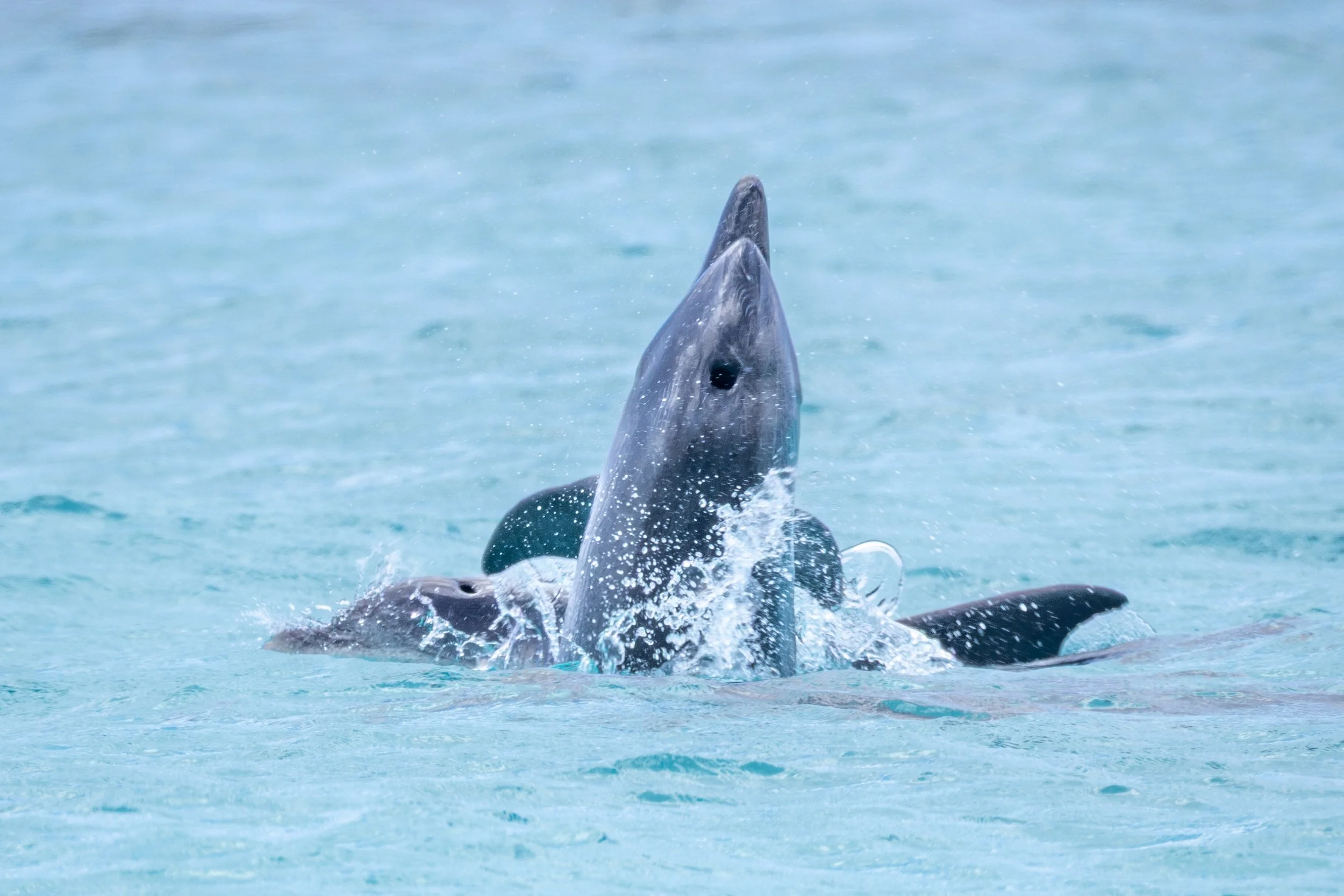 Playing around with friendly dolphins in Bonaire