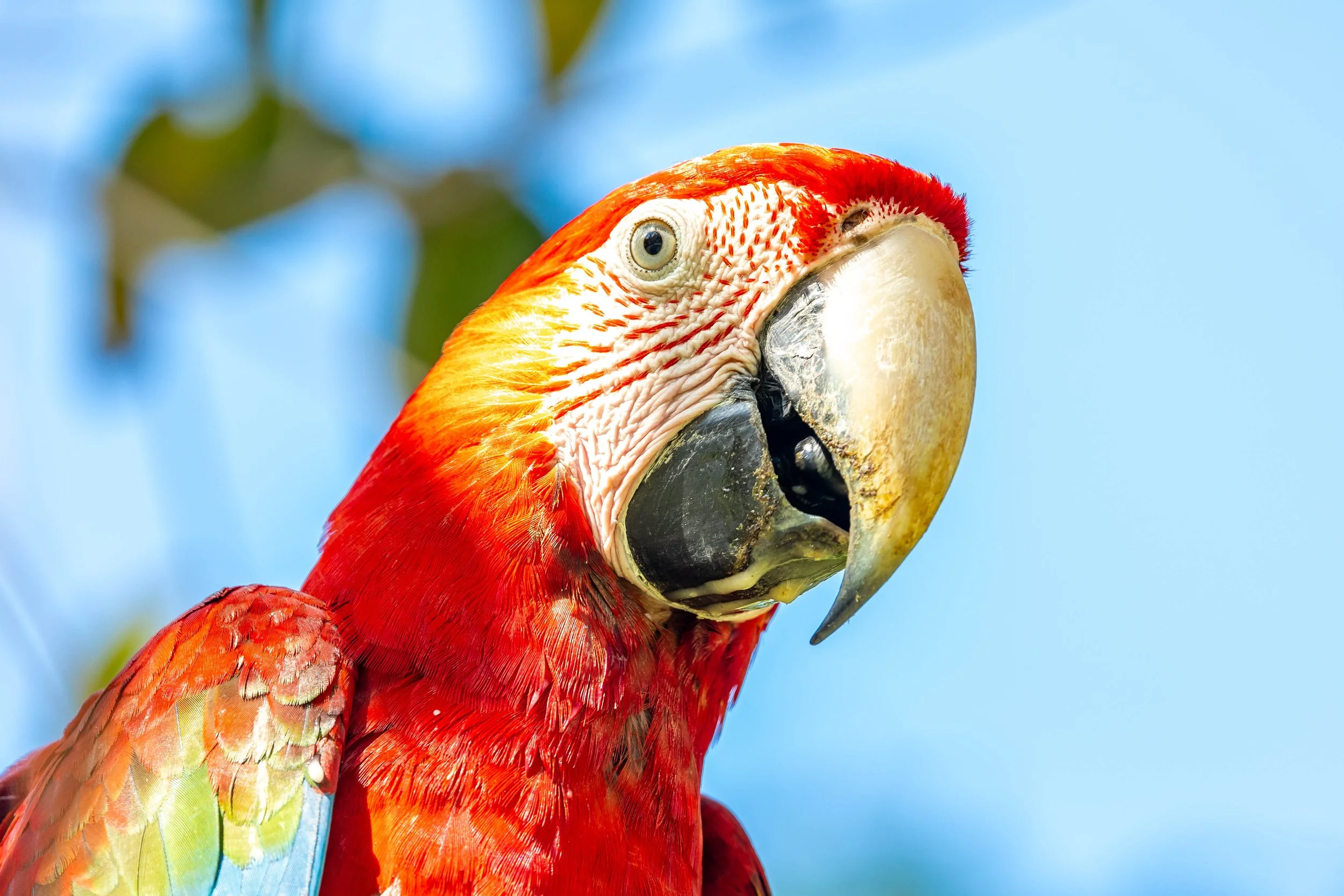 Macaw, Kabalebo, Suriname