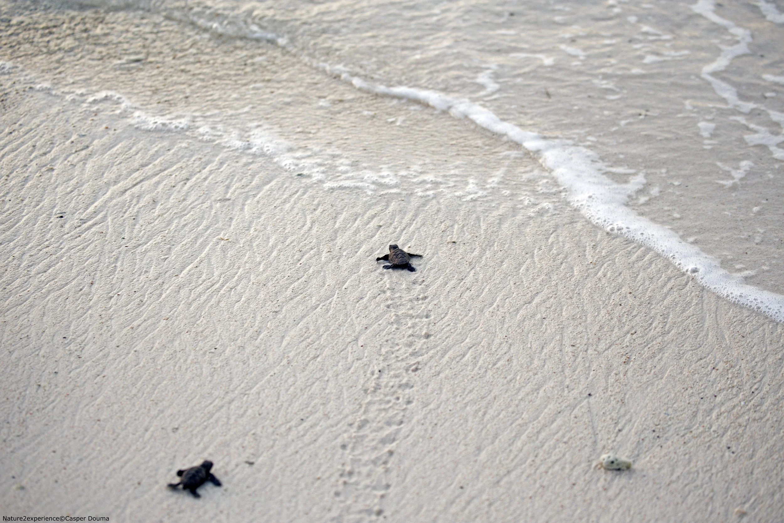 Bonaire Memory7.jpg