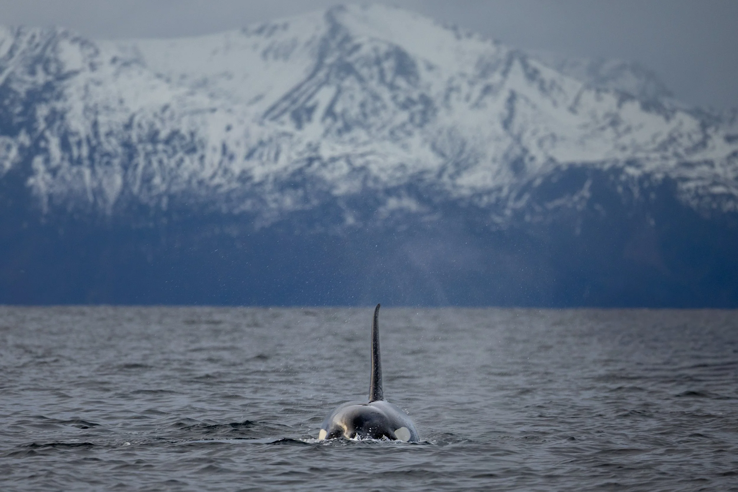 Orca in Skjervøy