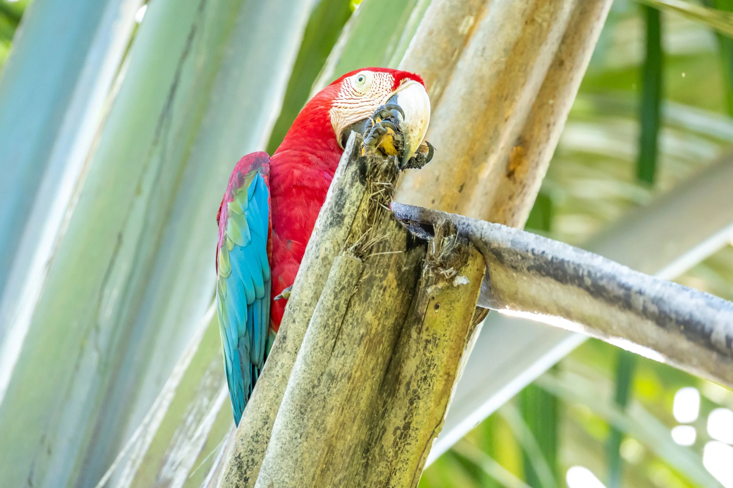 Macaw, Suriname