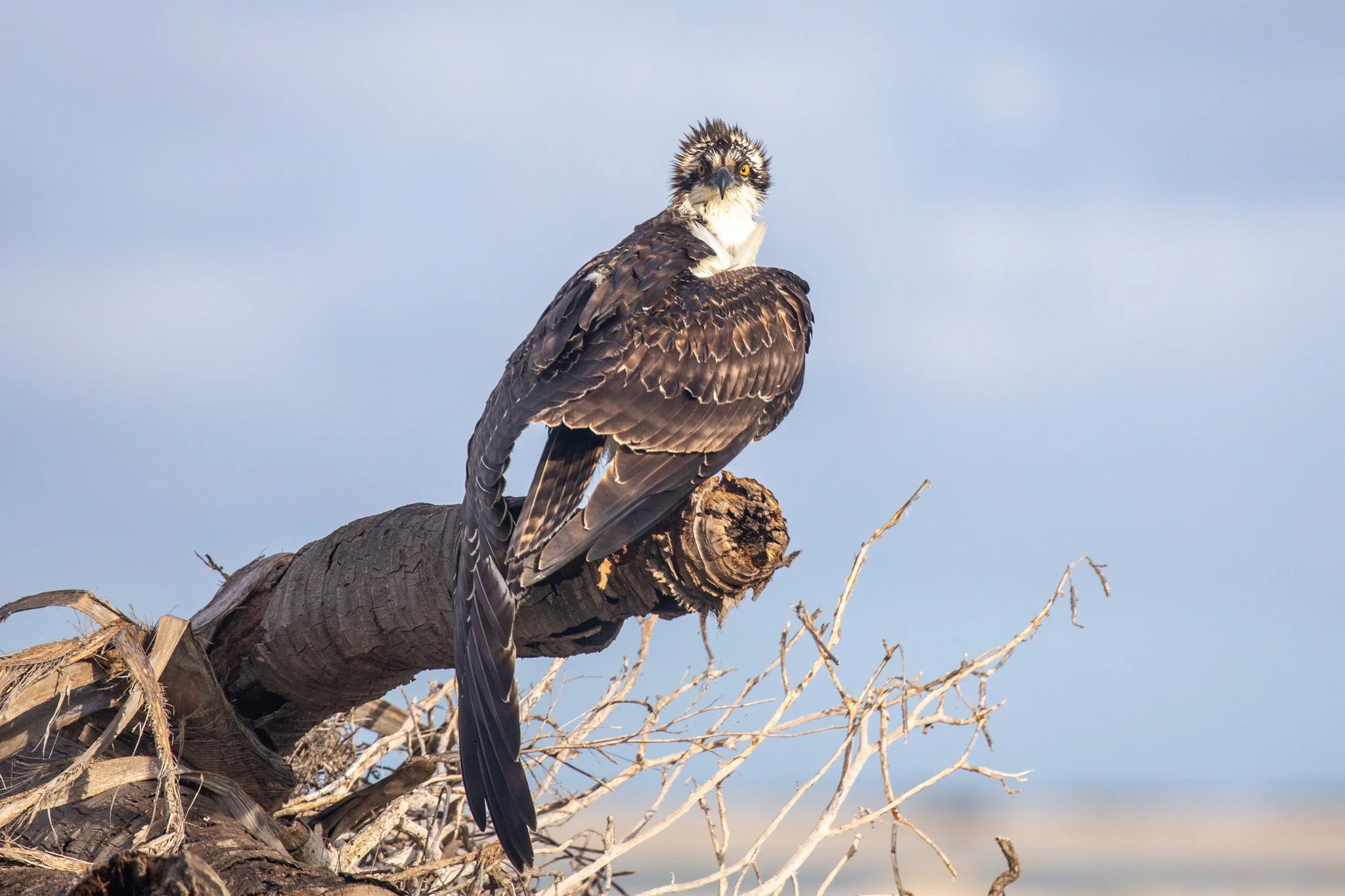 Osprey drying