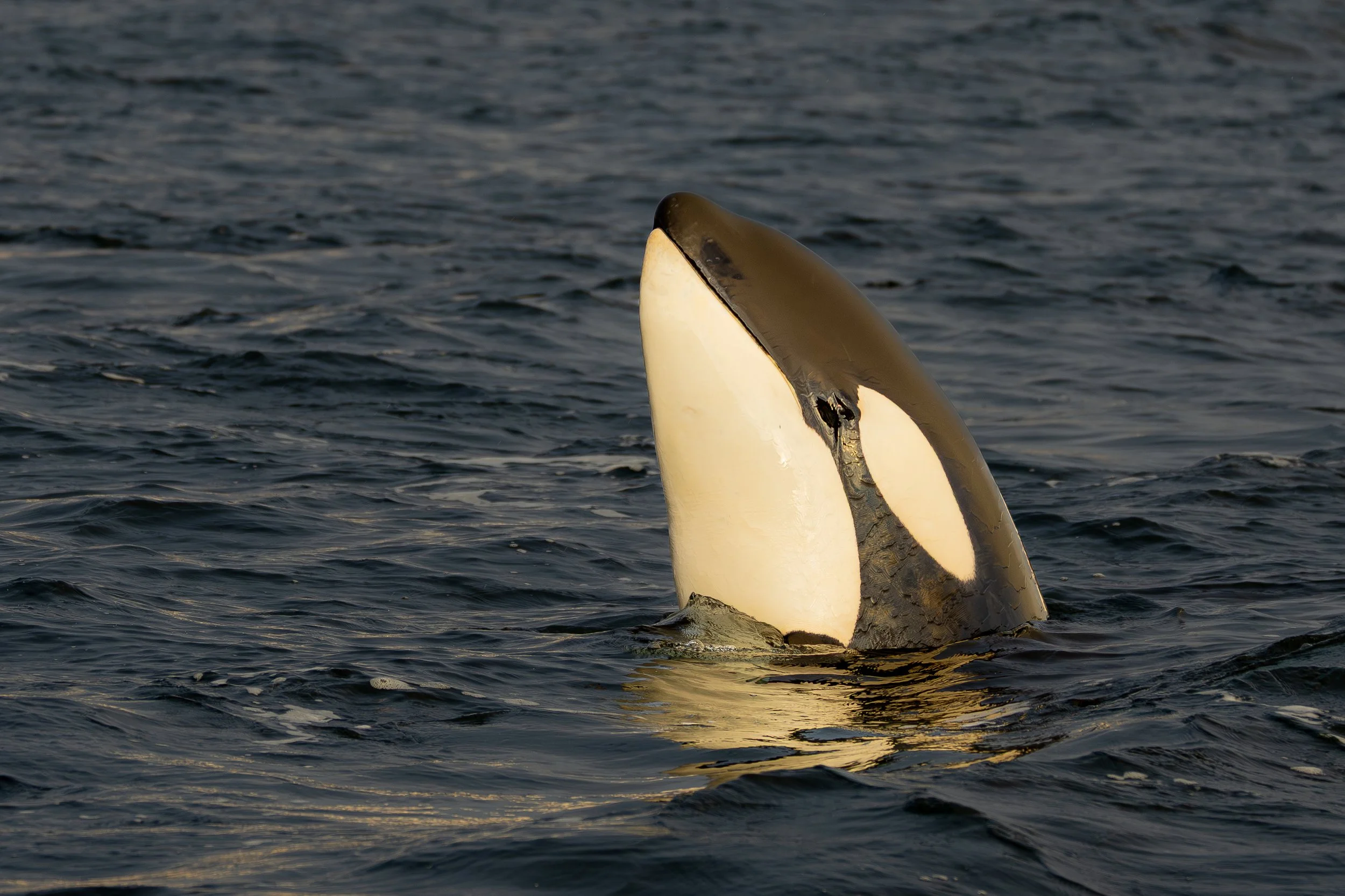 Spyhopping Orca in Skjervøy