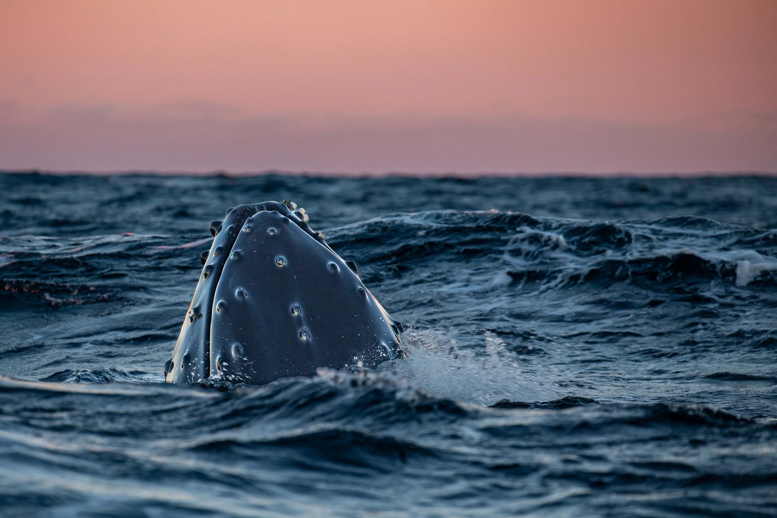 Humpback surfacing in Andenes, Norway
