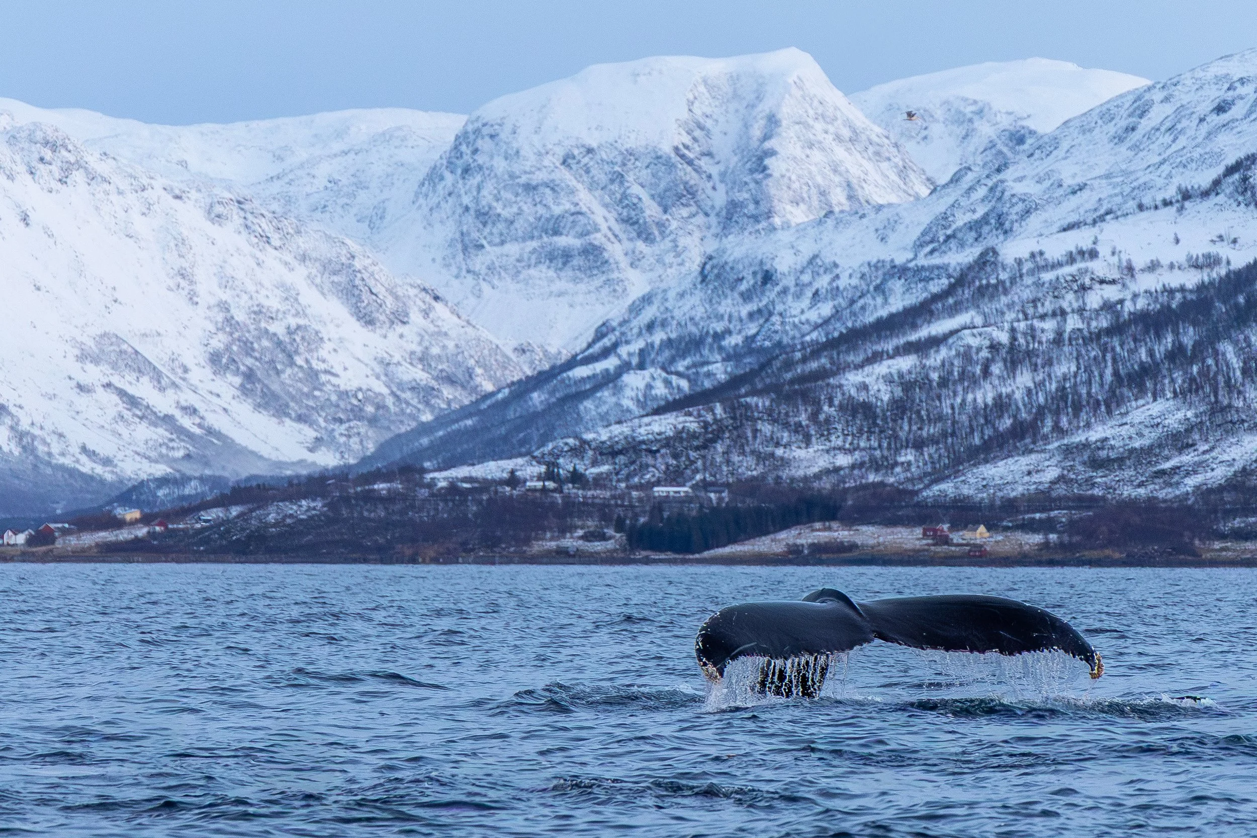 Fluke of a humpback