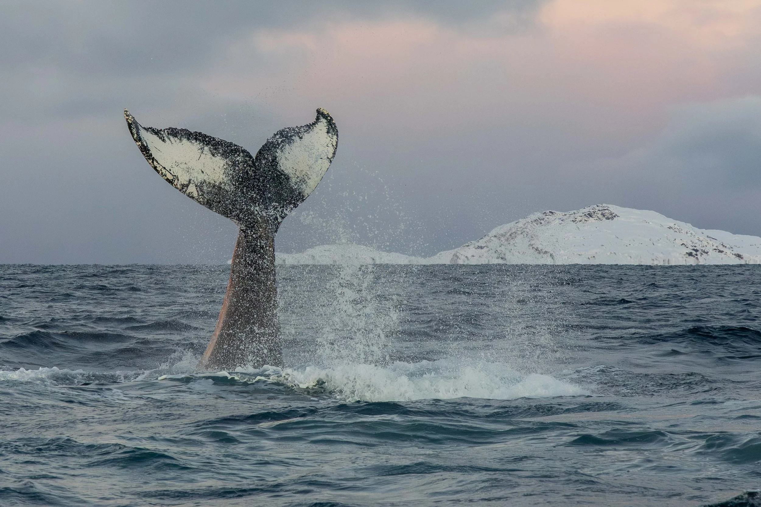 Tail slapping of a humpback, Skjervøy