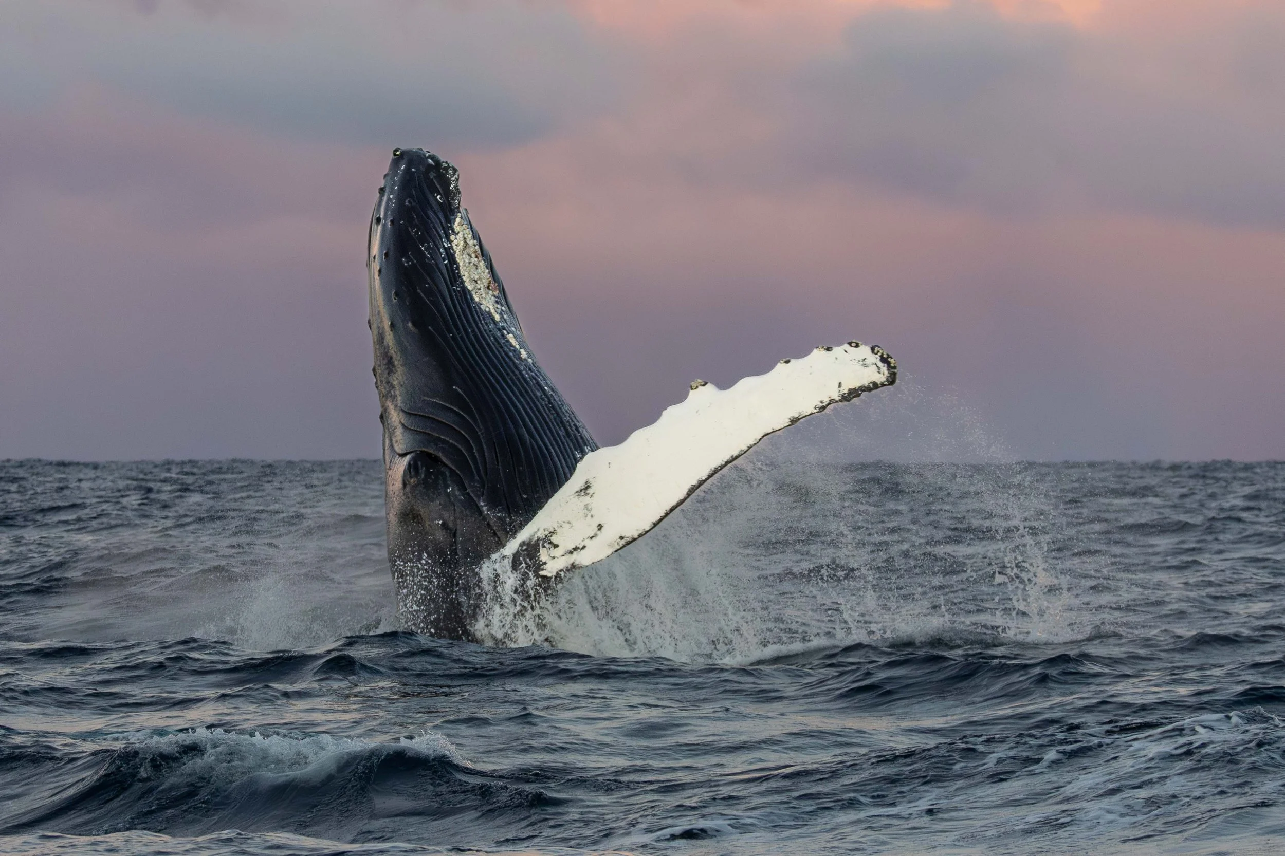 Humpback whale breaching in Skjervøy