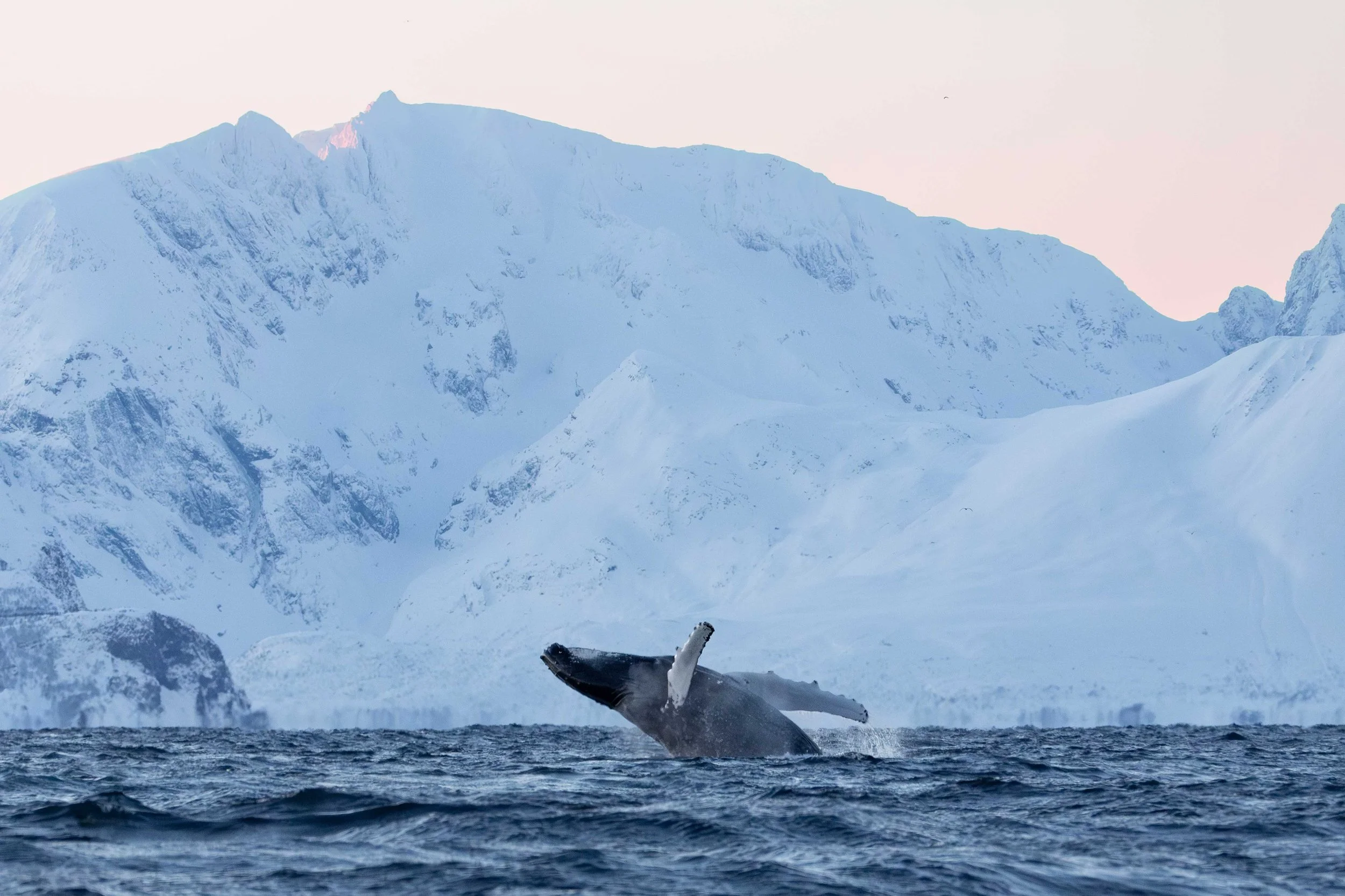 Breaching Humpback, Skjervøy