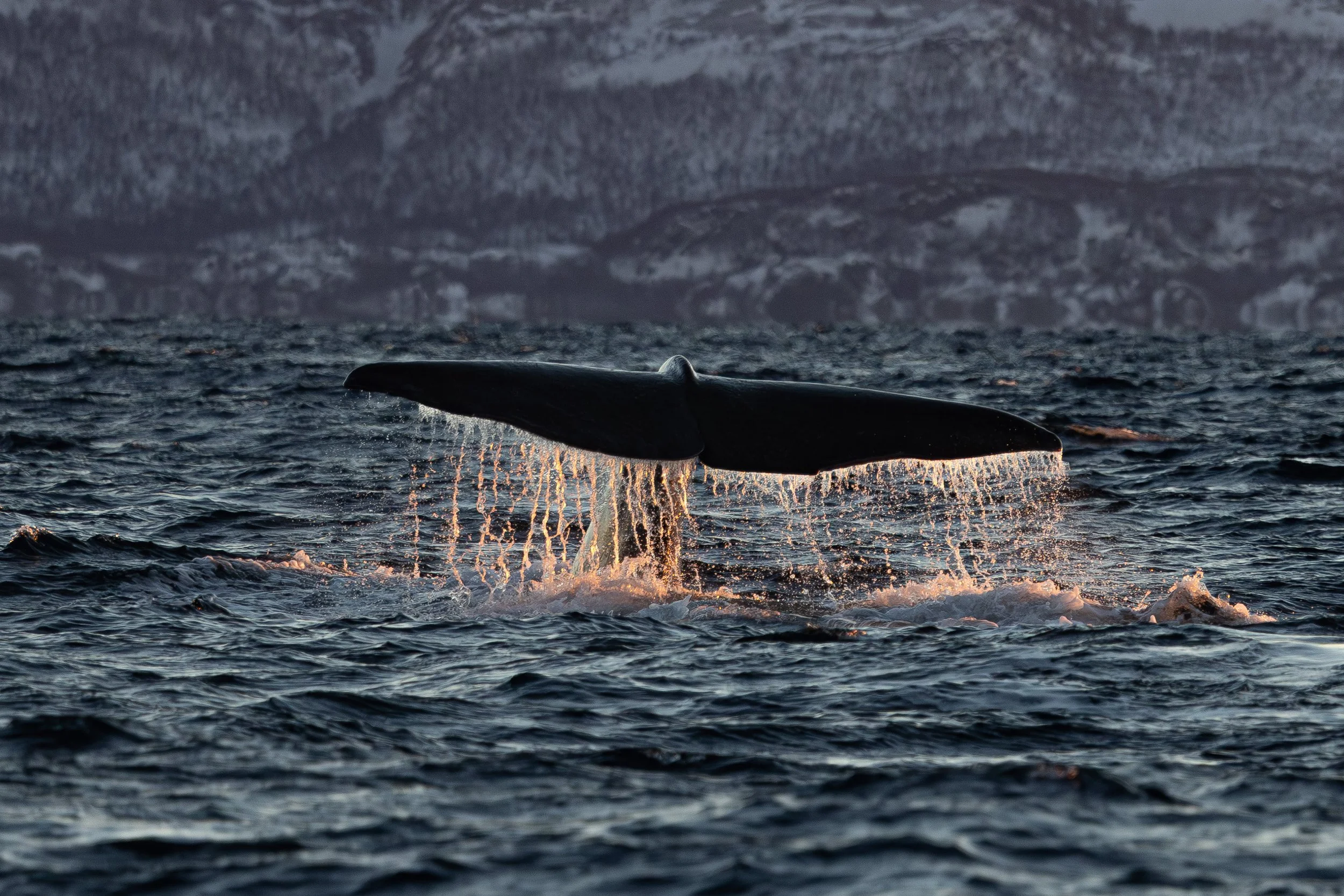 Spermwhale flukes in Skjervoy