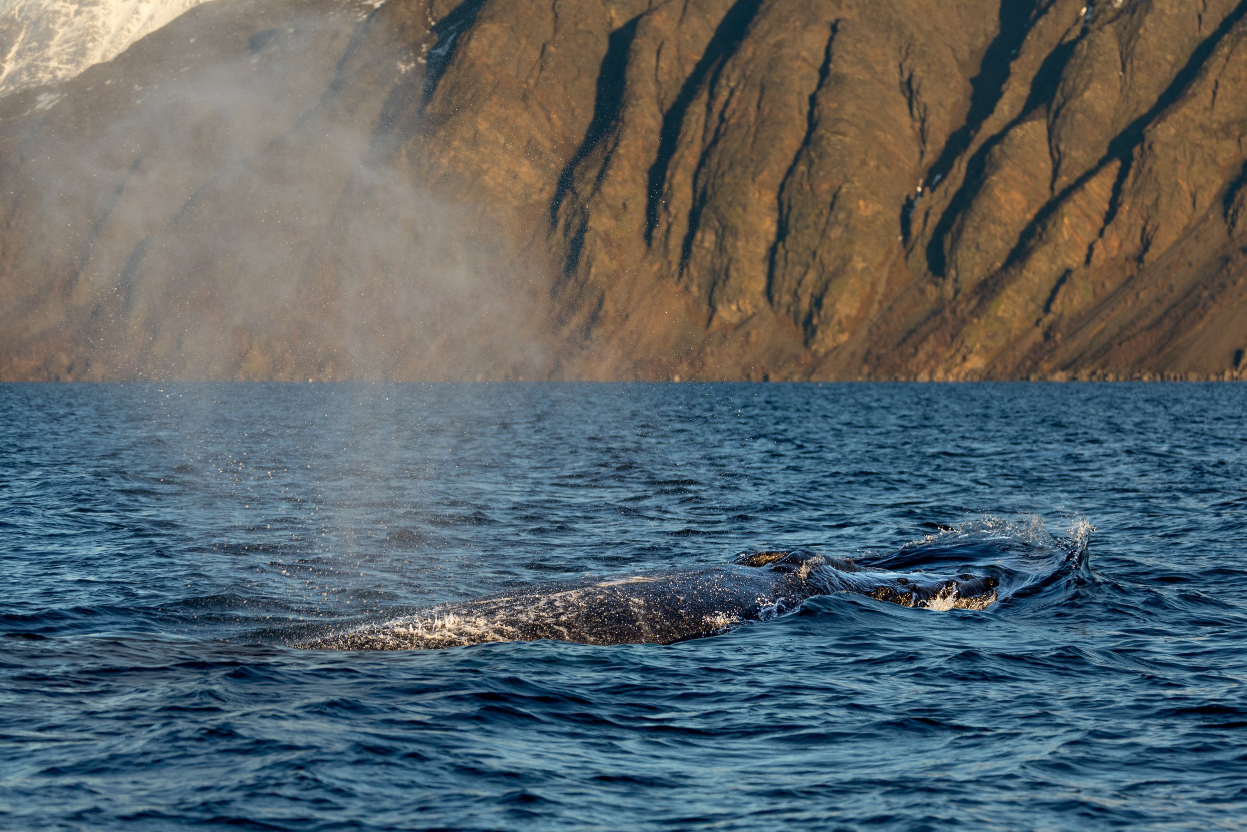 Blow of a humpback