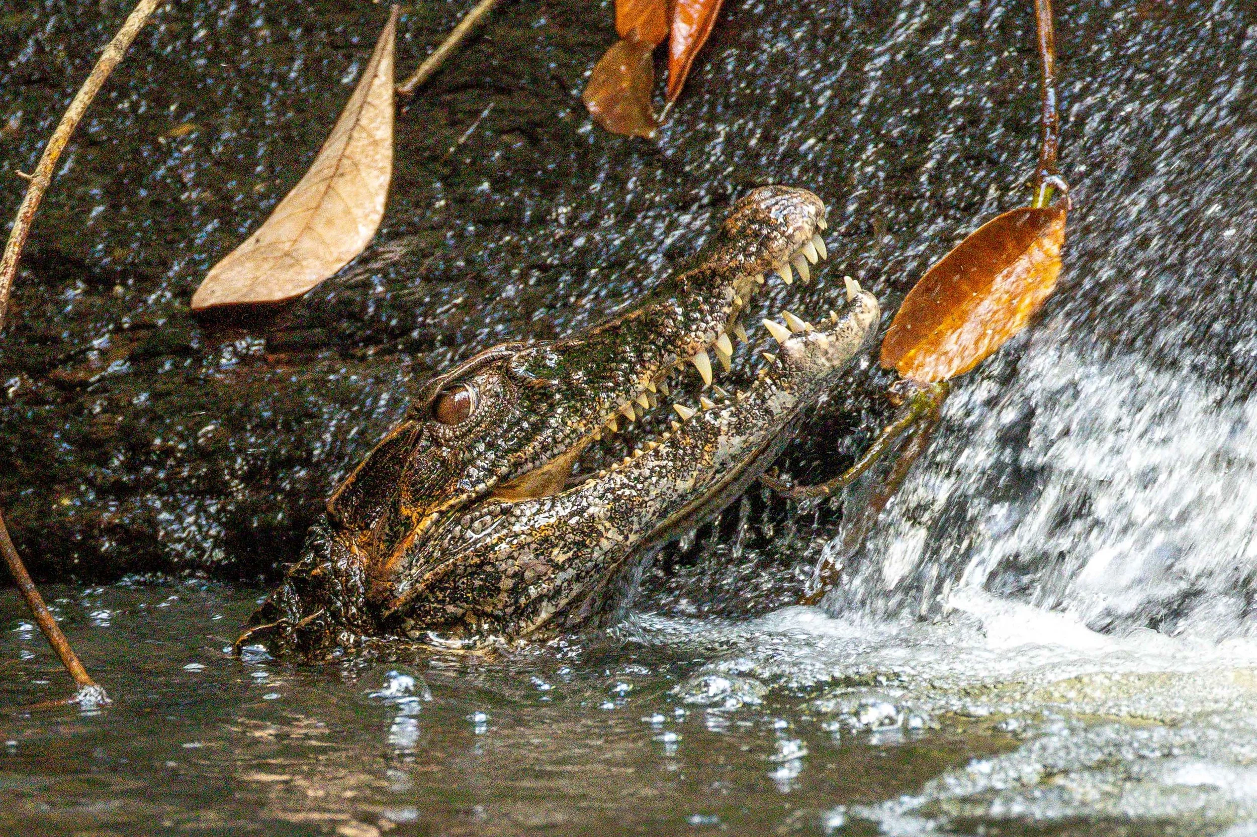 Cayman, Suriname