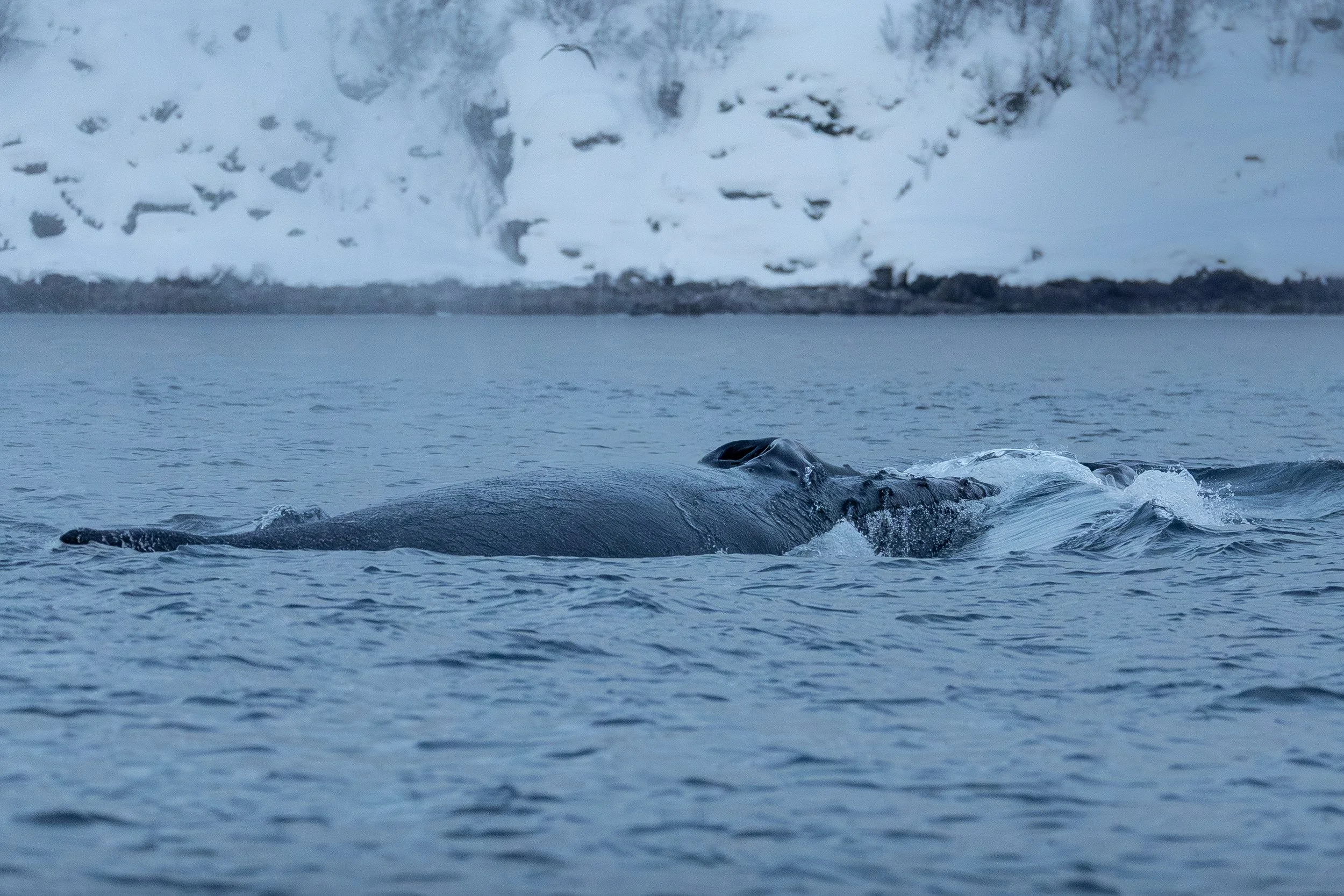 Surfacing Humpback, Troms, Skjervøy, Norway
