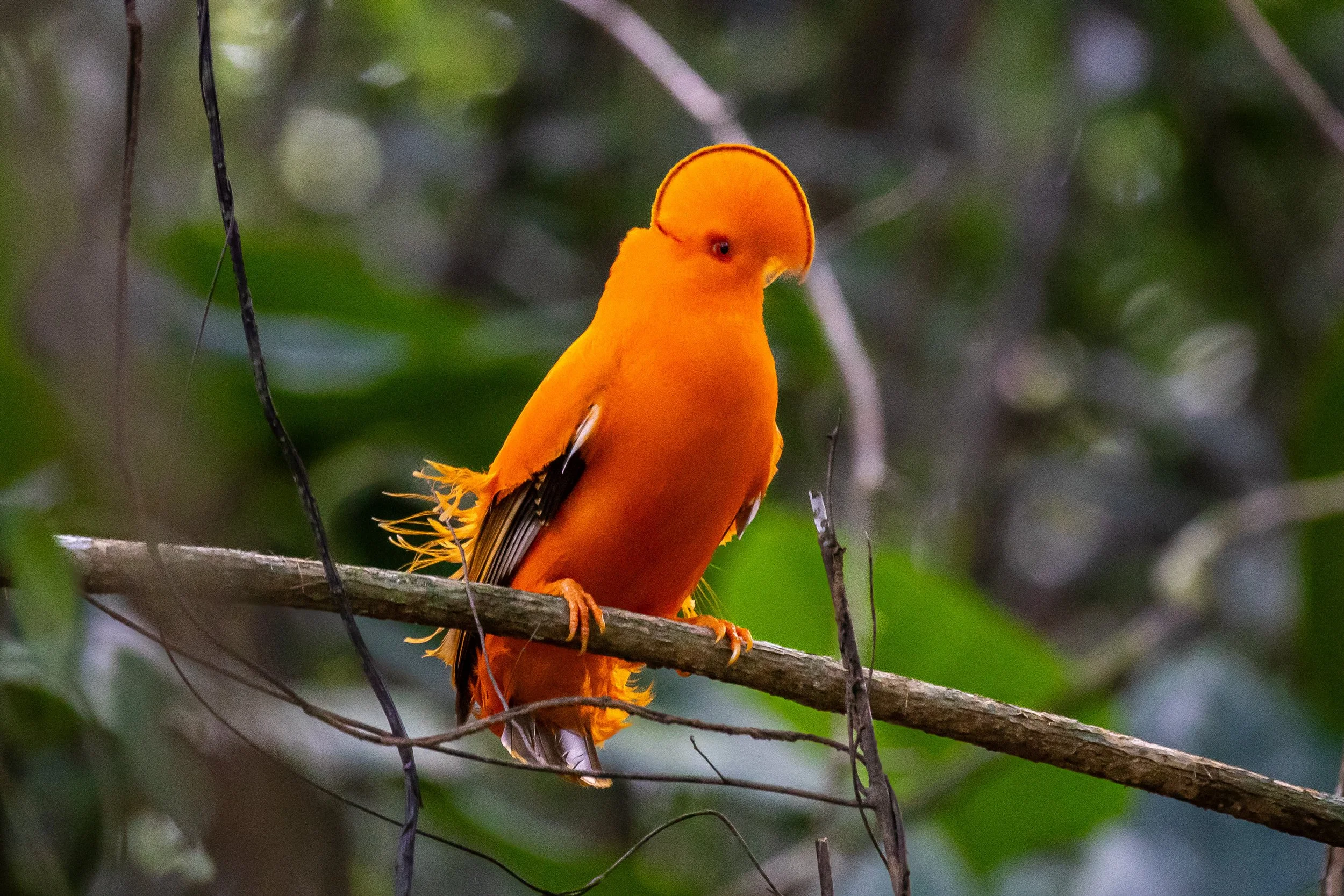 Cock of the Rock, Fredberg, Suriname