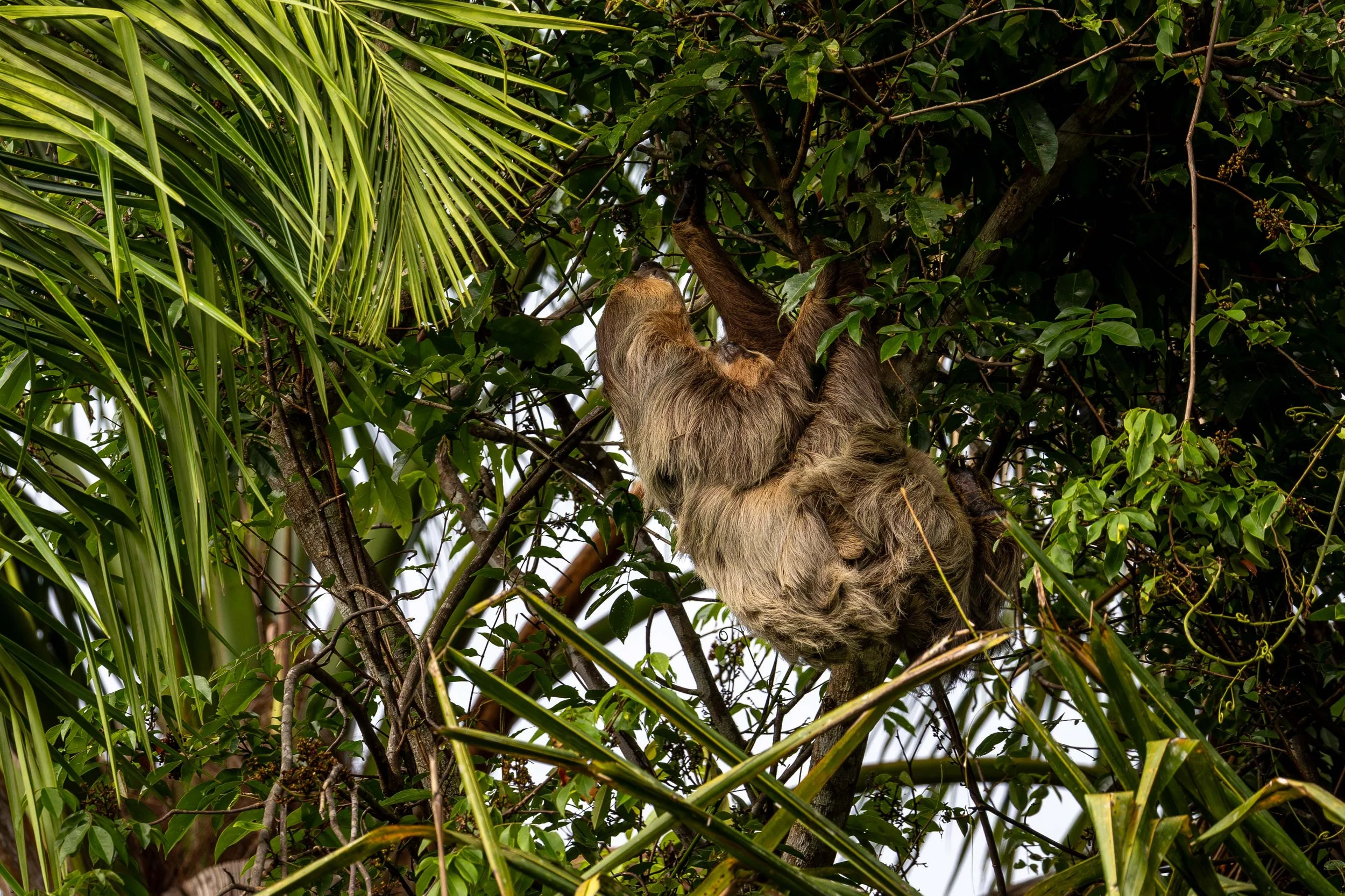 Sloths, Suriname