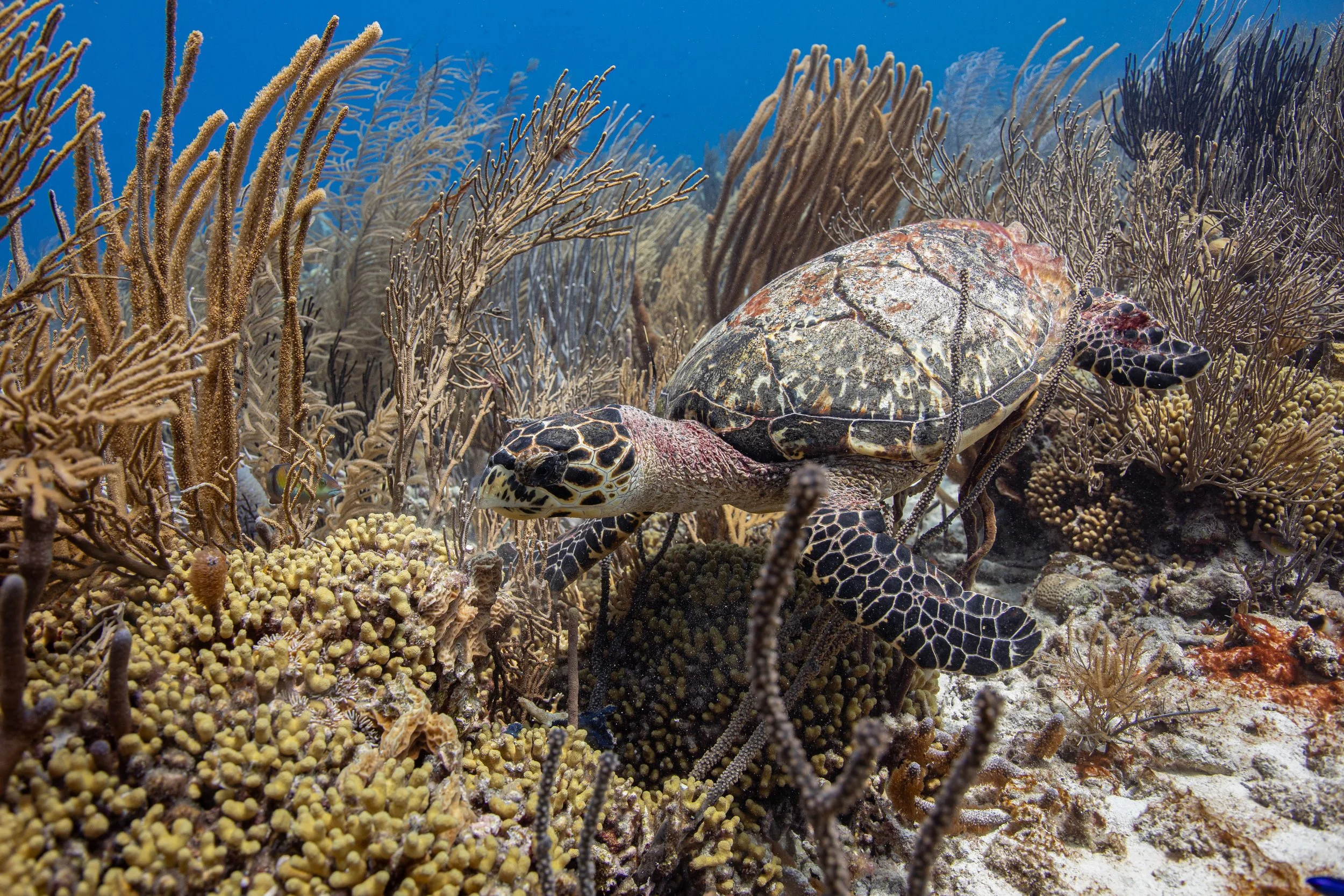 Schildpad-212024.jpg