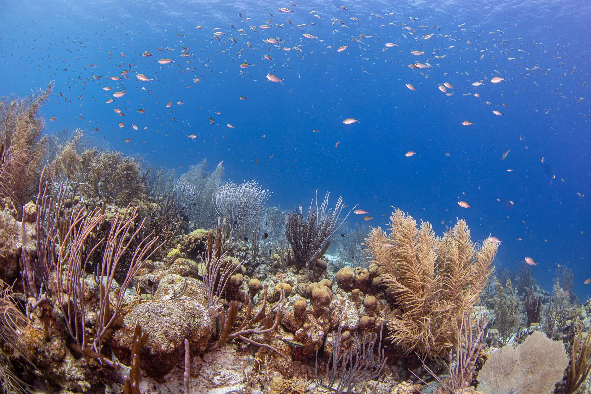 Corals of Bonaire