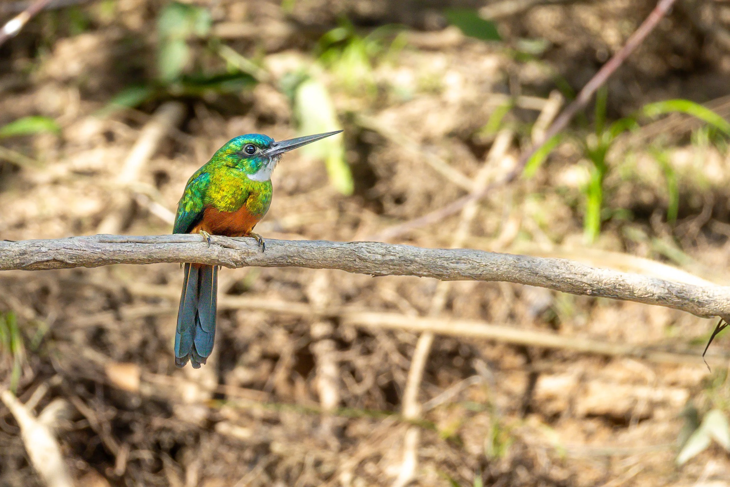 Jacomar, Suriname