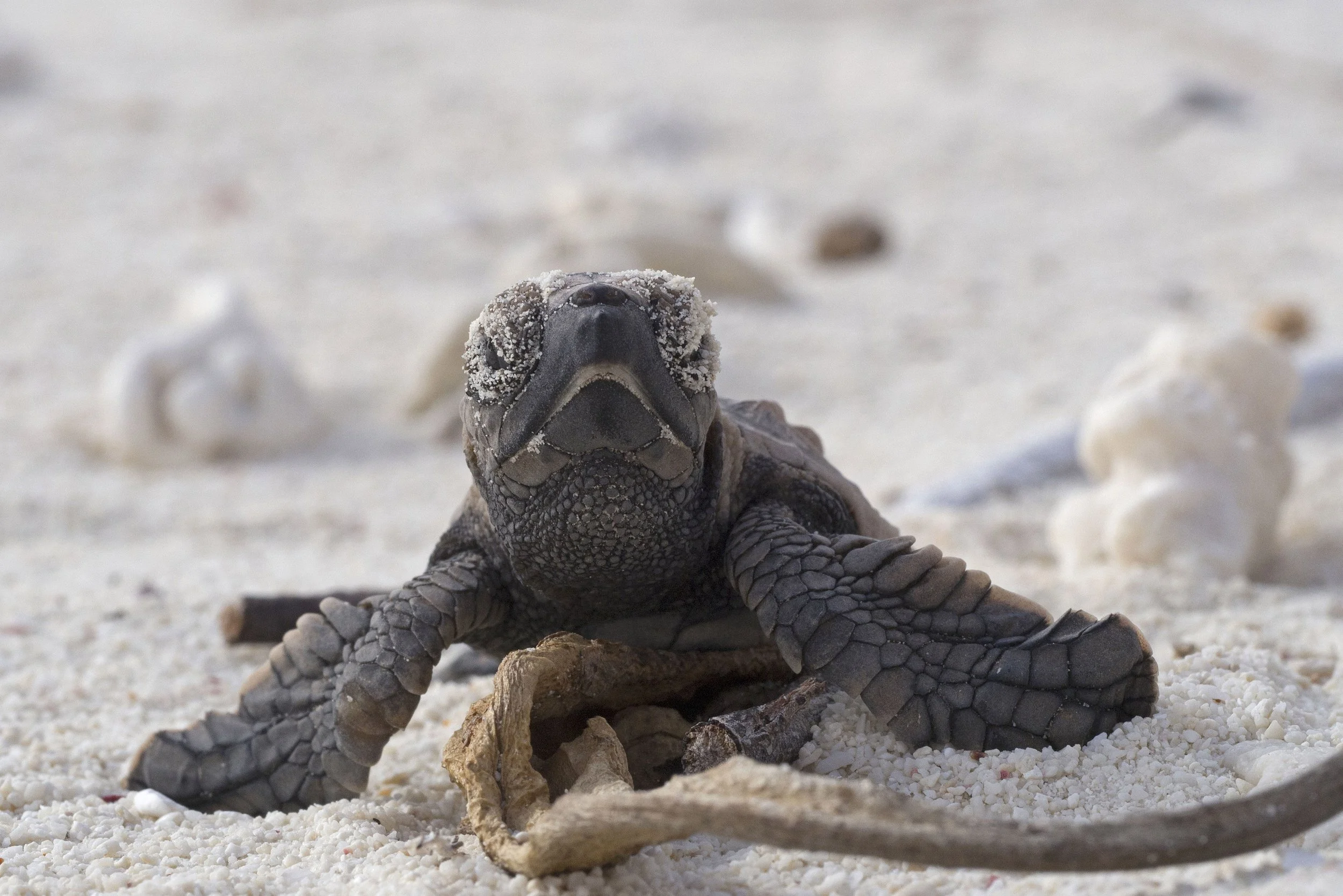 Turtles of Bonaire 