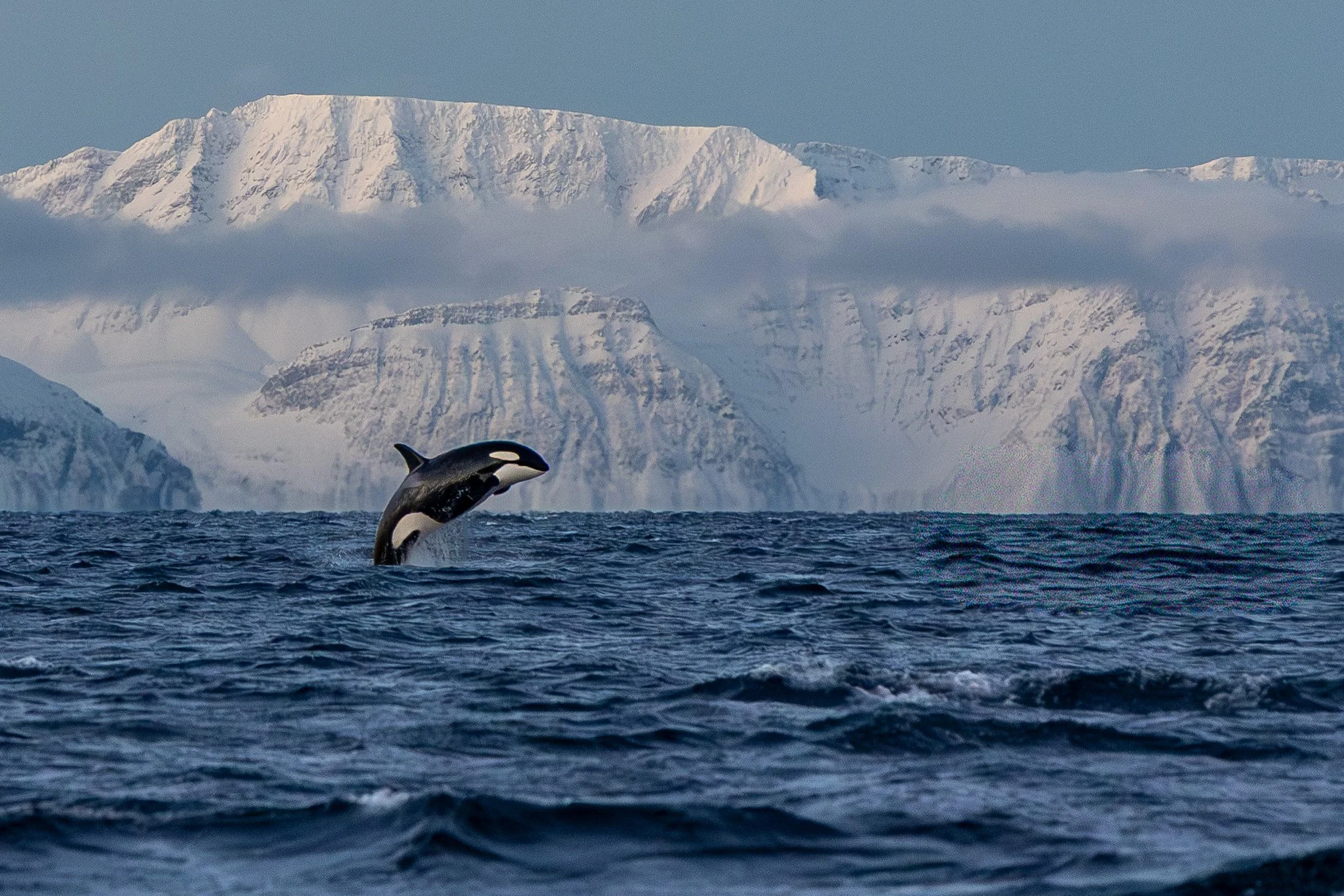 Breaching Orca 1-7247.jpg