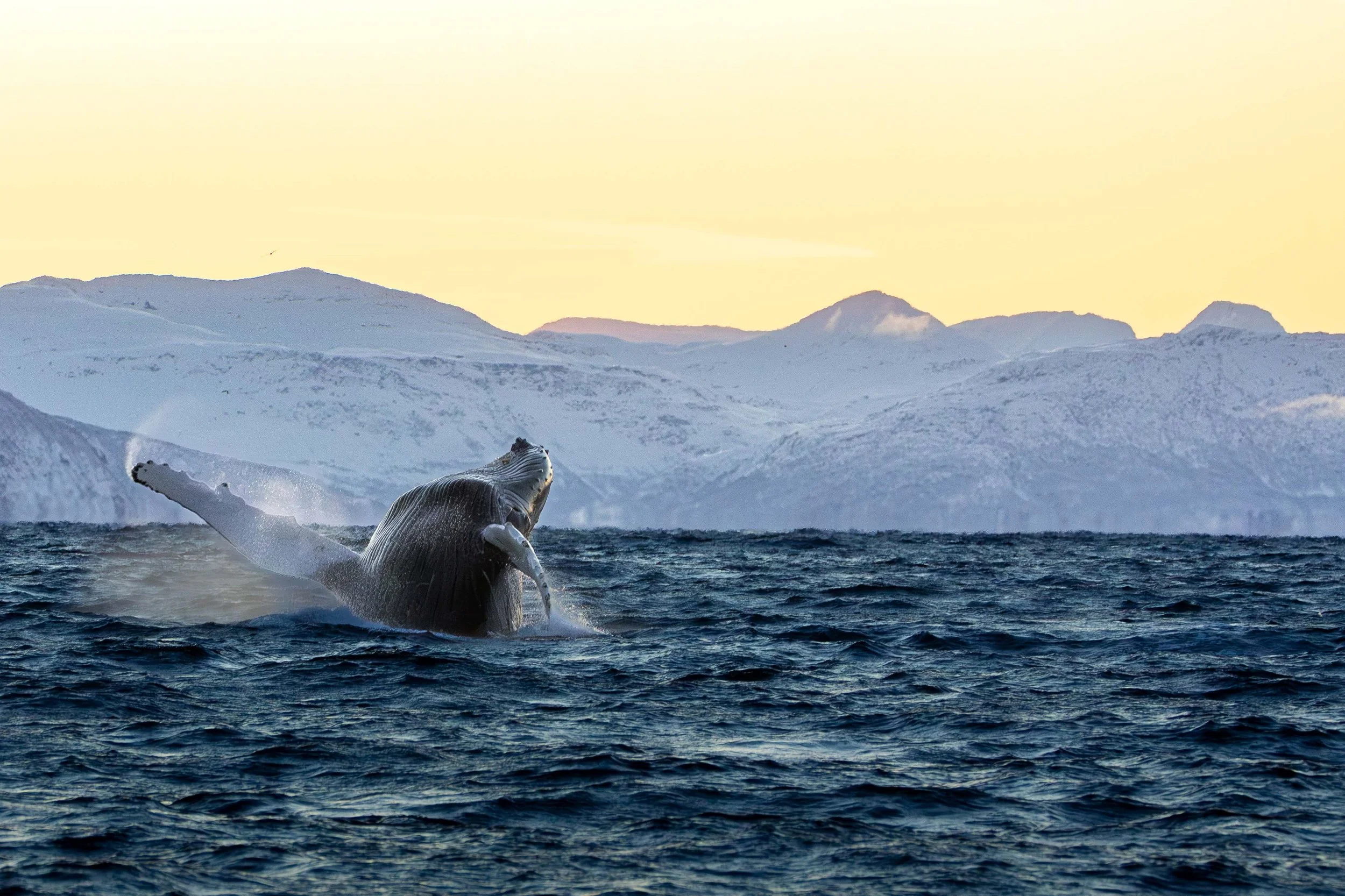 Breaching Humpback, Skjervøy