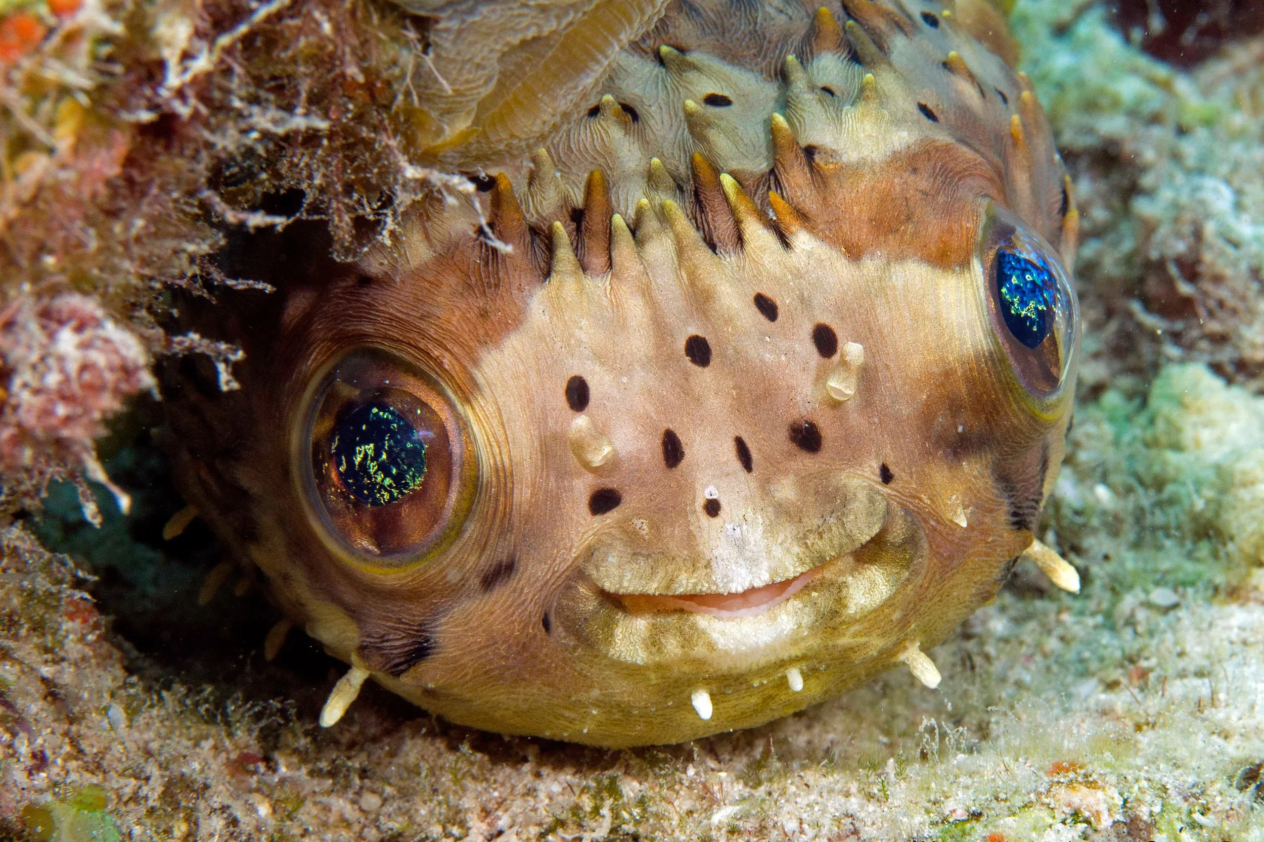 Underwater10.jpg