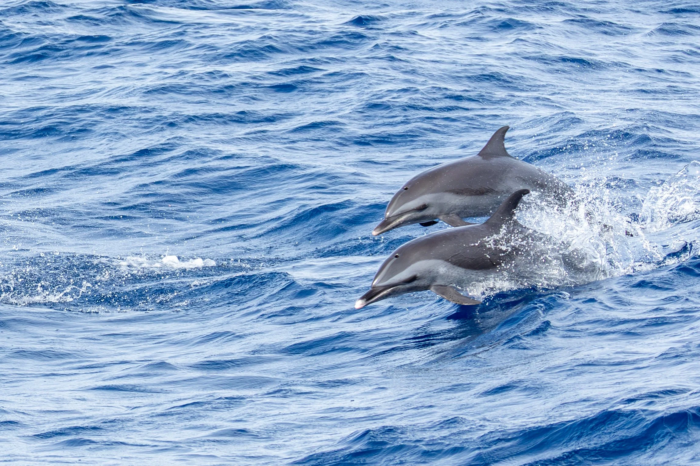 Dolphins around Bonaire