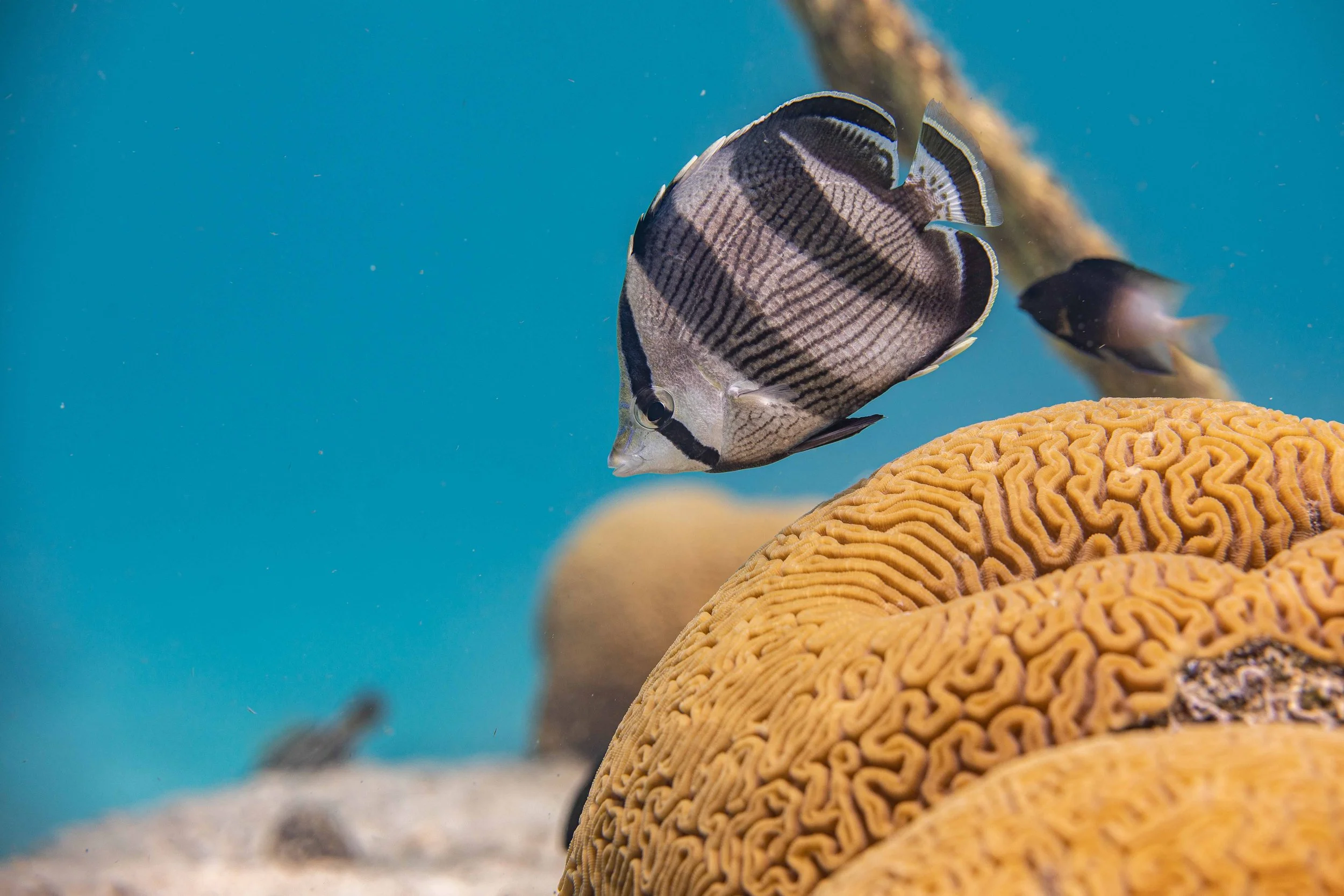 Fish and brain coral, Bonaire