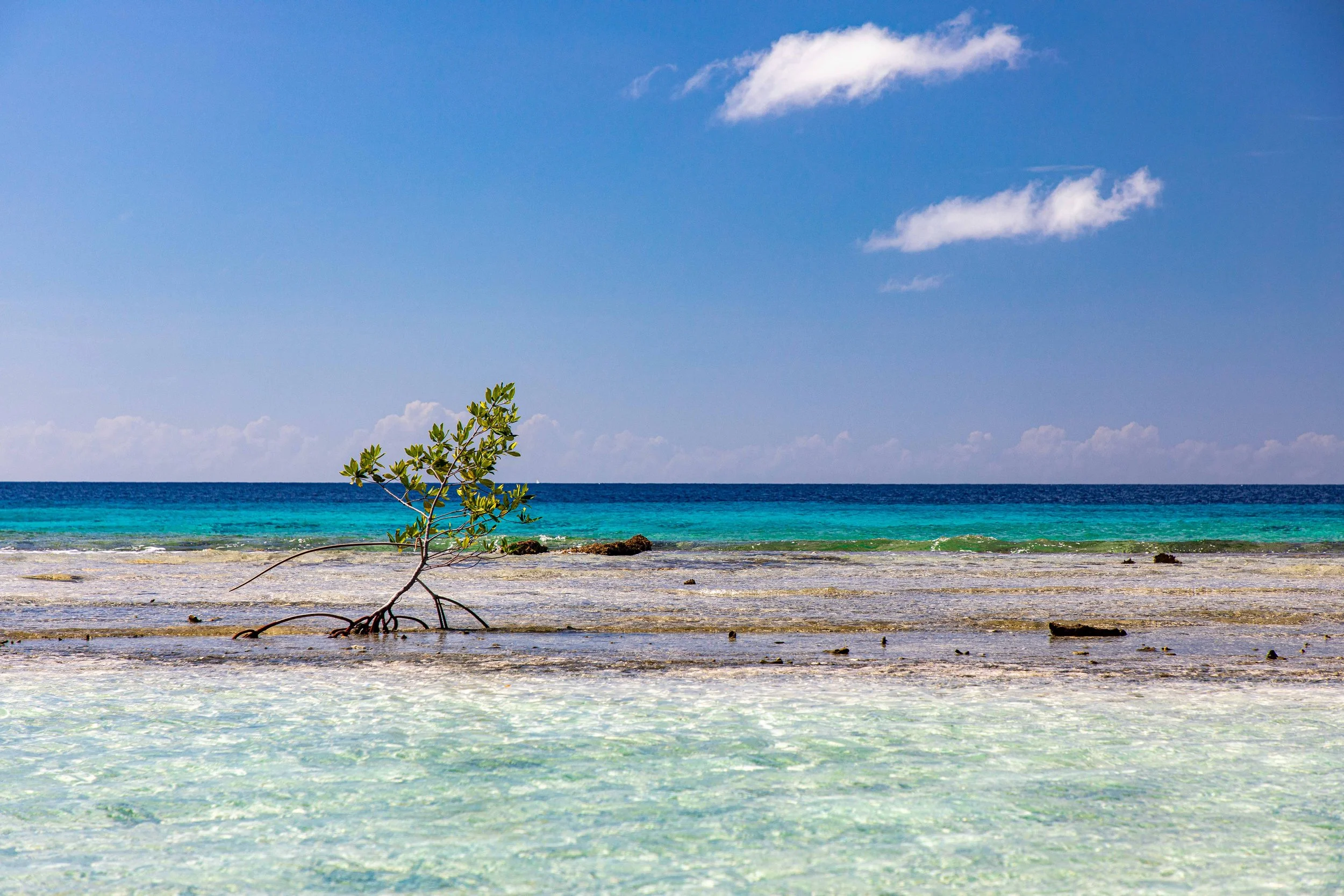 Young Mangrove, South coast of Bonaire