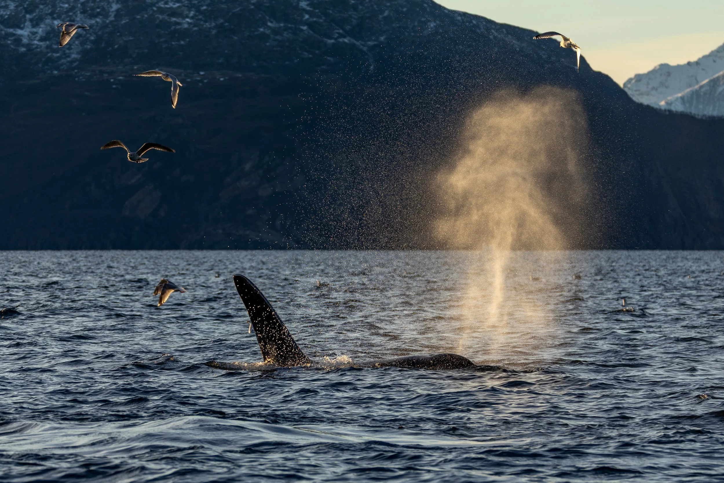 Orca in Skjervøy