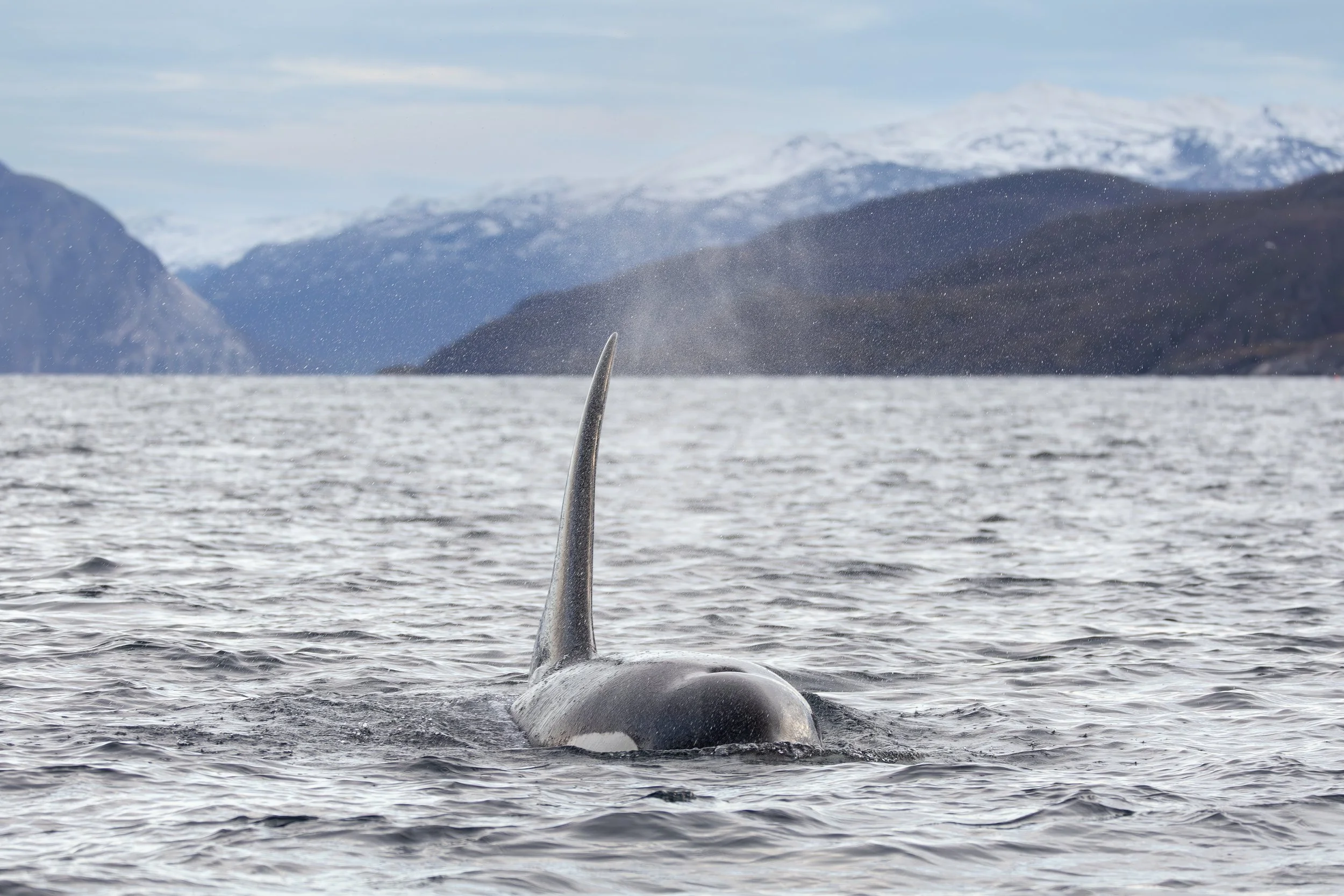 Orca in Skjervøy