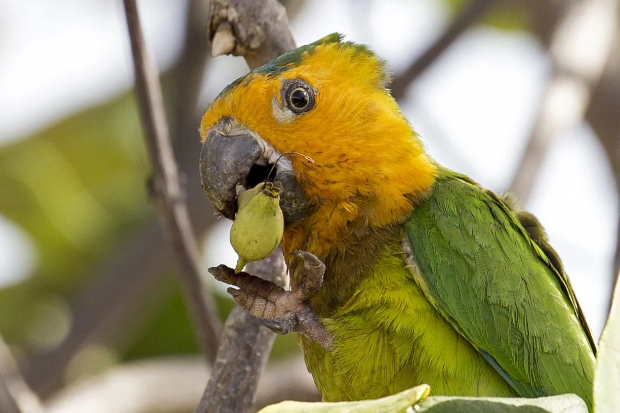 Eating Prikichi Bonaire