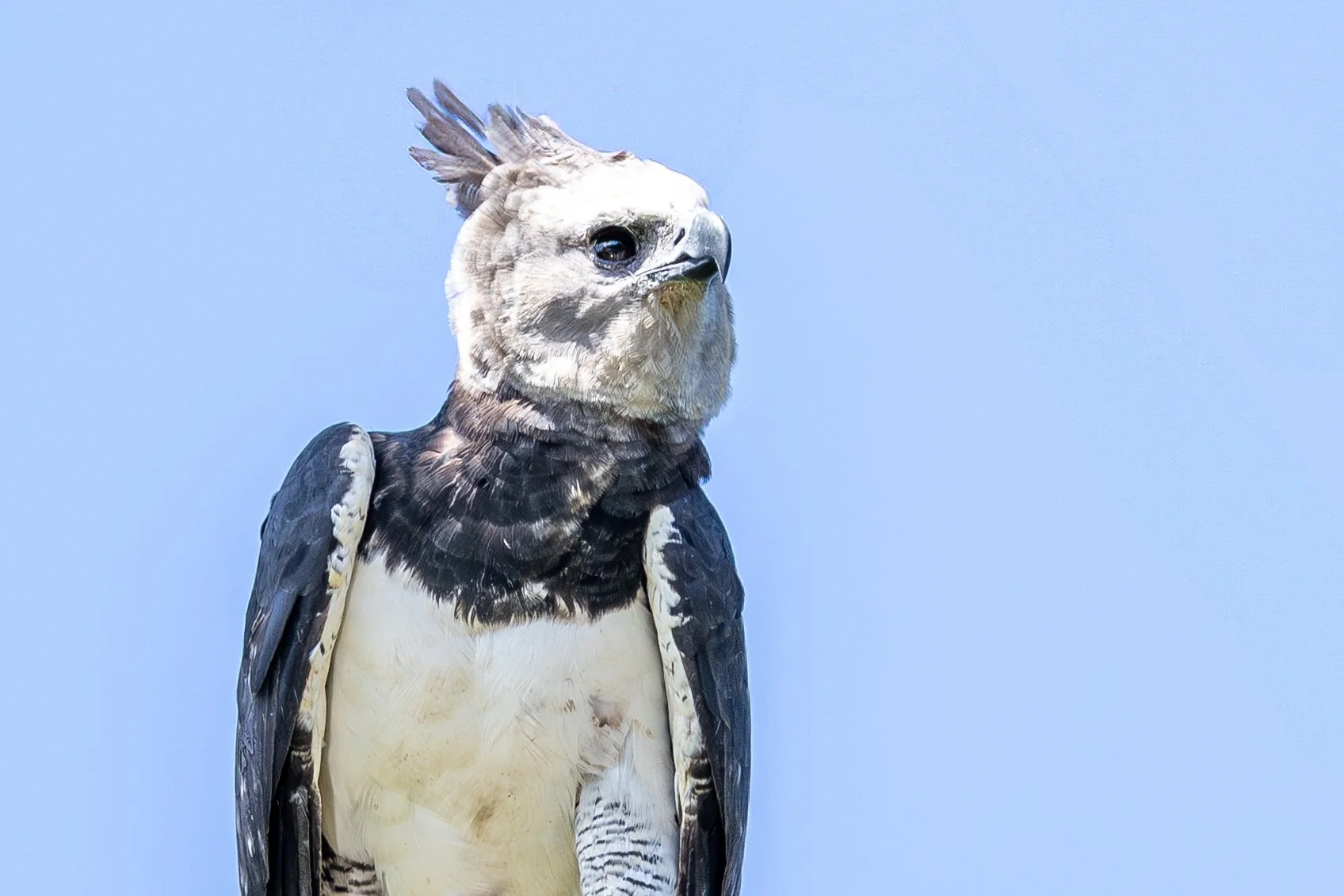 Harpy Eagle, Suriname