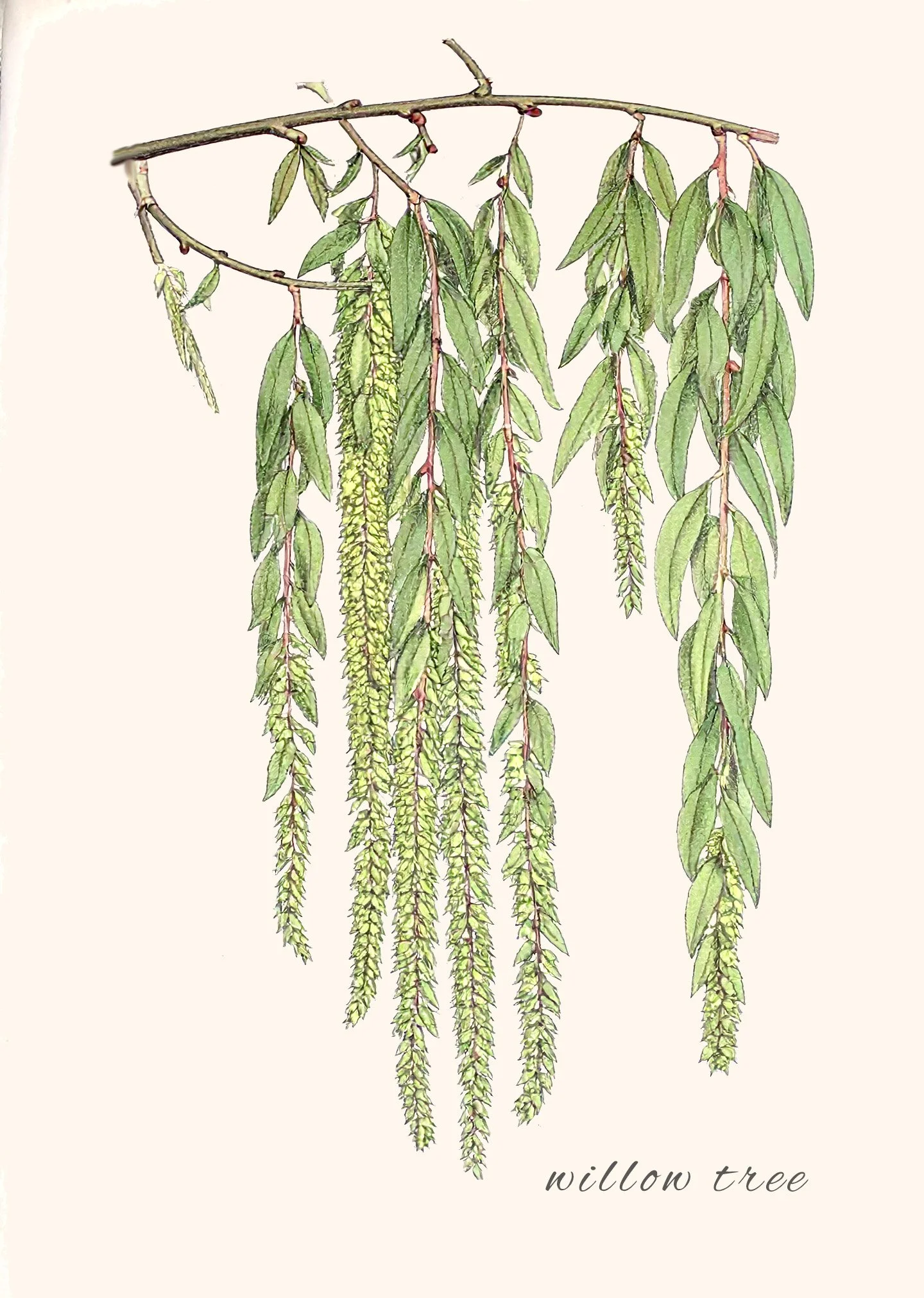 Willow tree.jpg