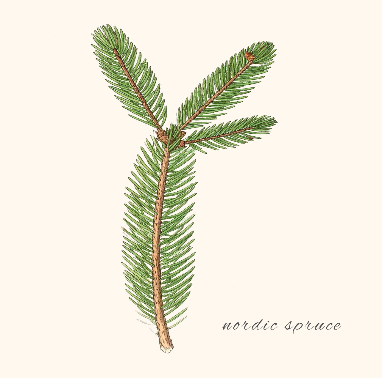 Nordic Spruce.jpg